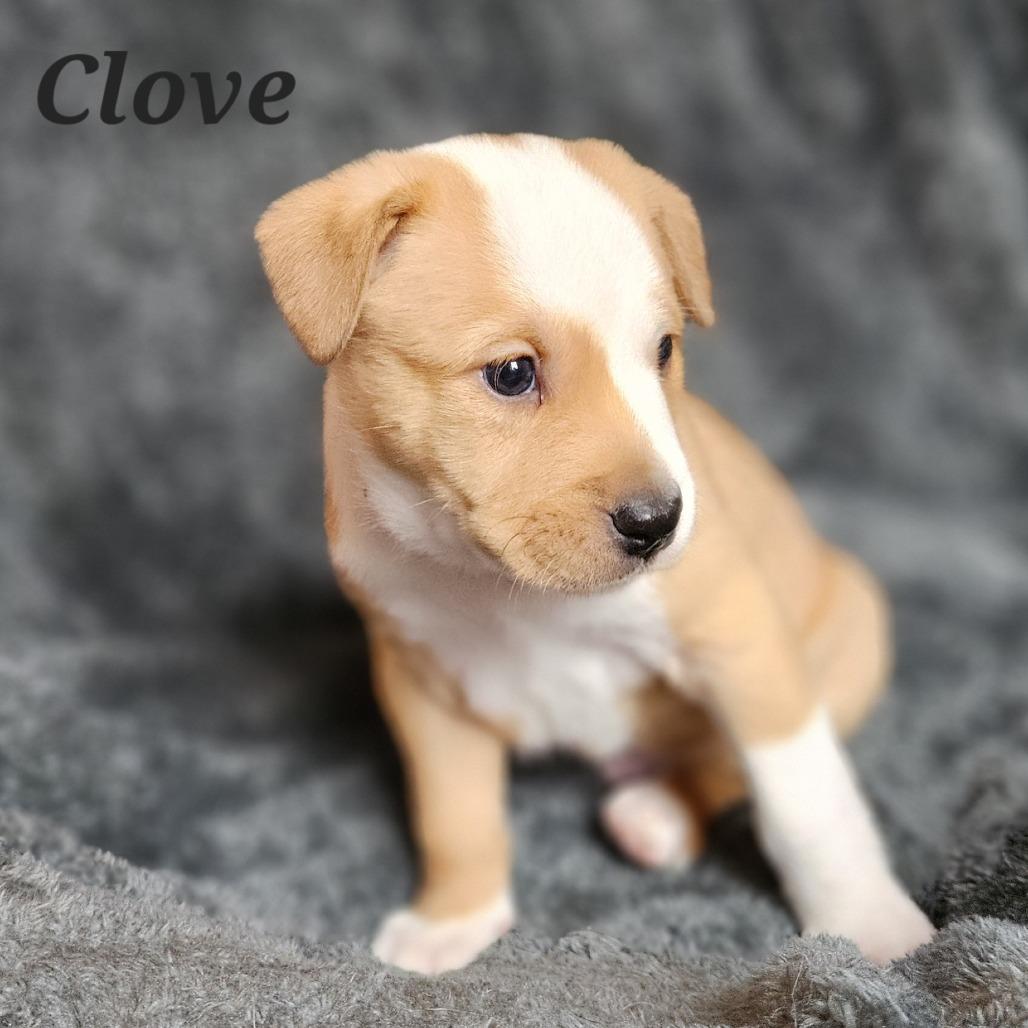 Clove, a Adoptable Mixed Breed in Fredericksburg, VA image 4/5