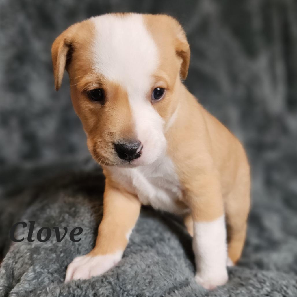Clove, a Adoptable Mixed Breed in Fredericksburg, VA image 5/5