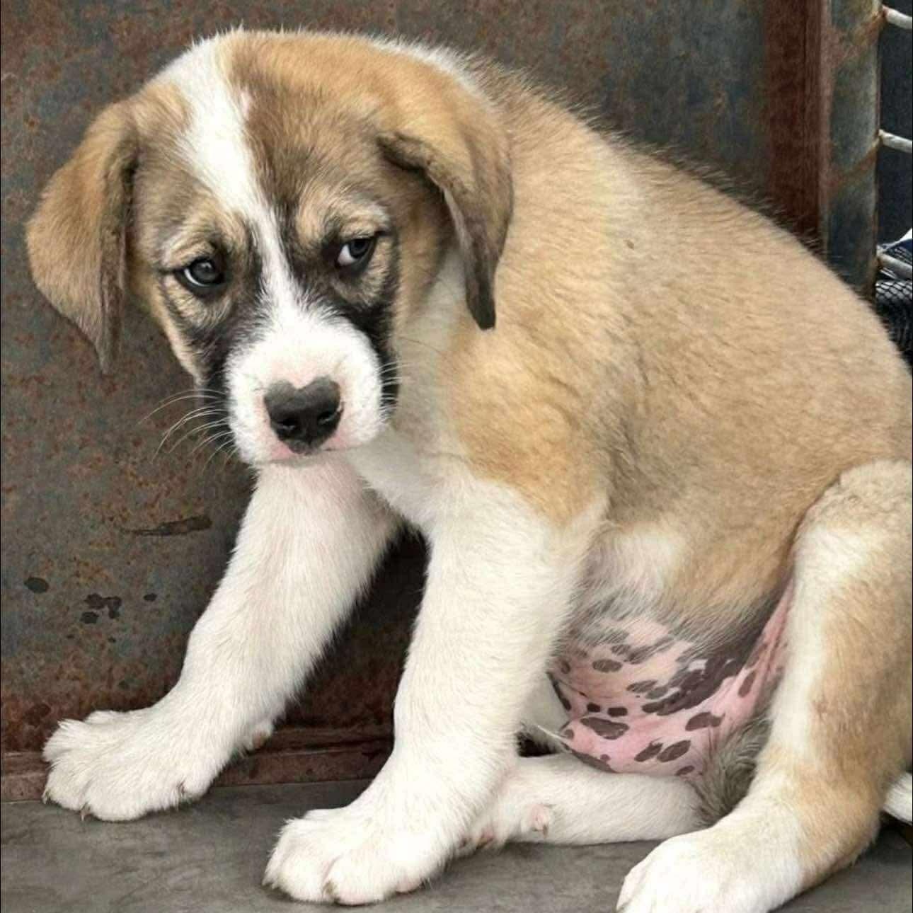 Photo of Baby Male Great Pyrenees