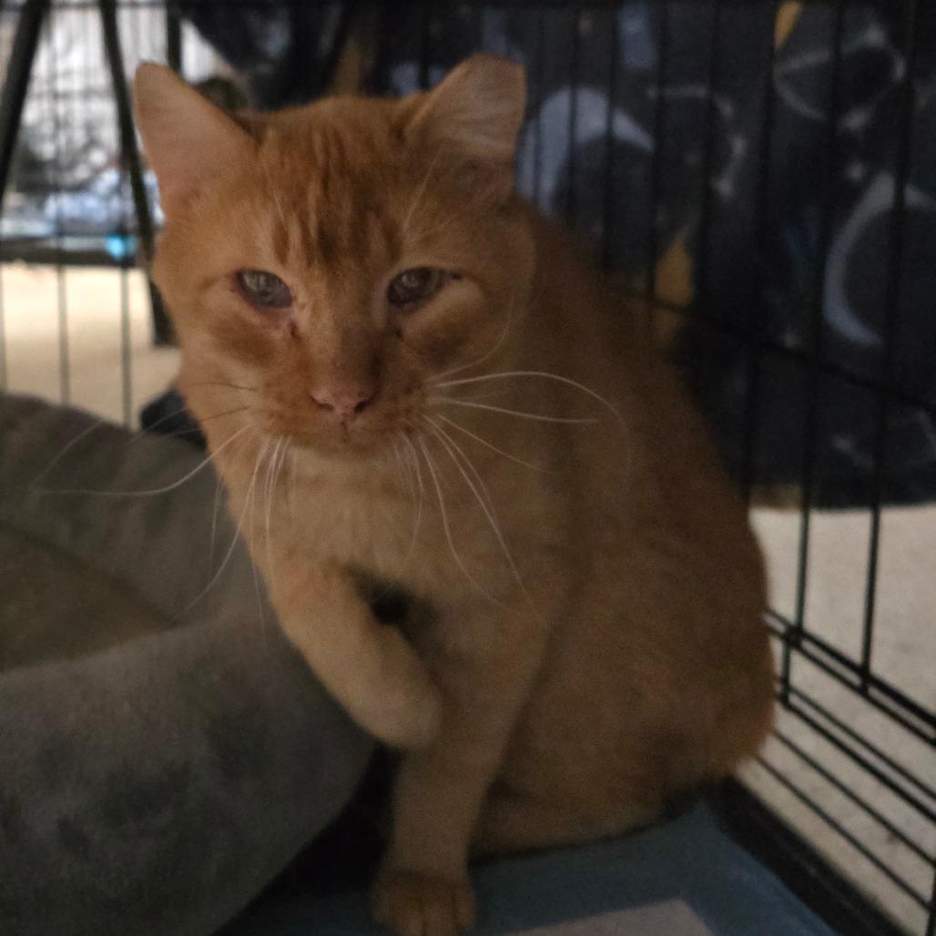 Enlarge Quintan, a Adoptable Domestic Short Hair in Grantsville, UT image 1/1