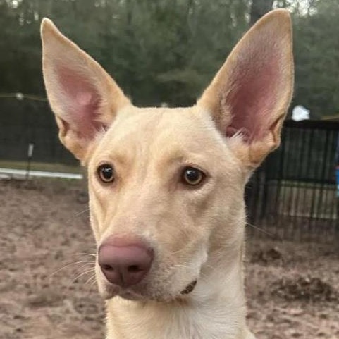 Lizzy, Adult Female Labrador Retriever