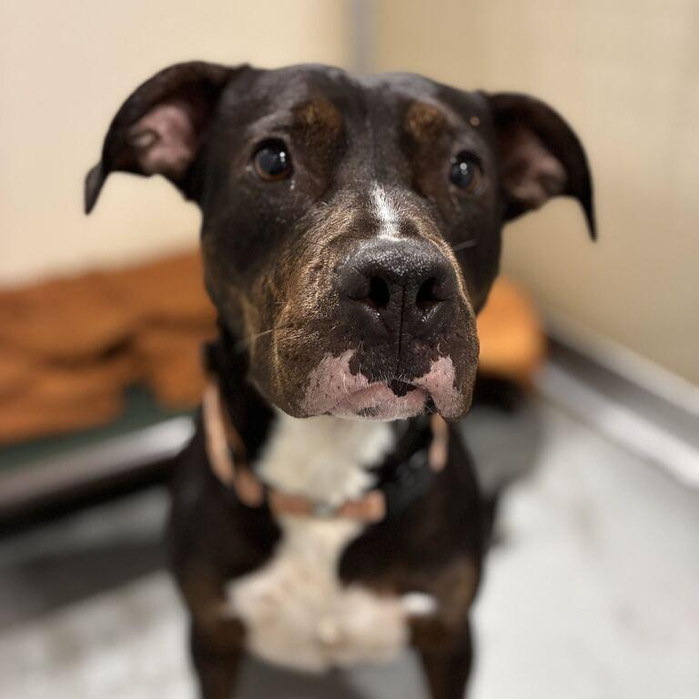 Enlarge Play Doh, a Adoptable Mixed Breed in Davenport, IA image 1/6