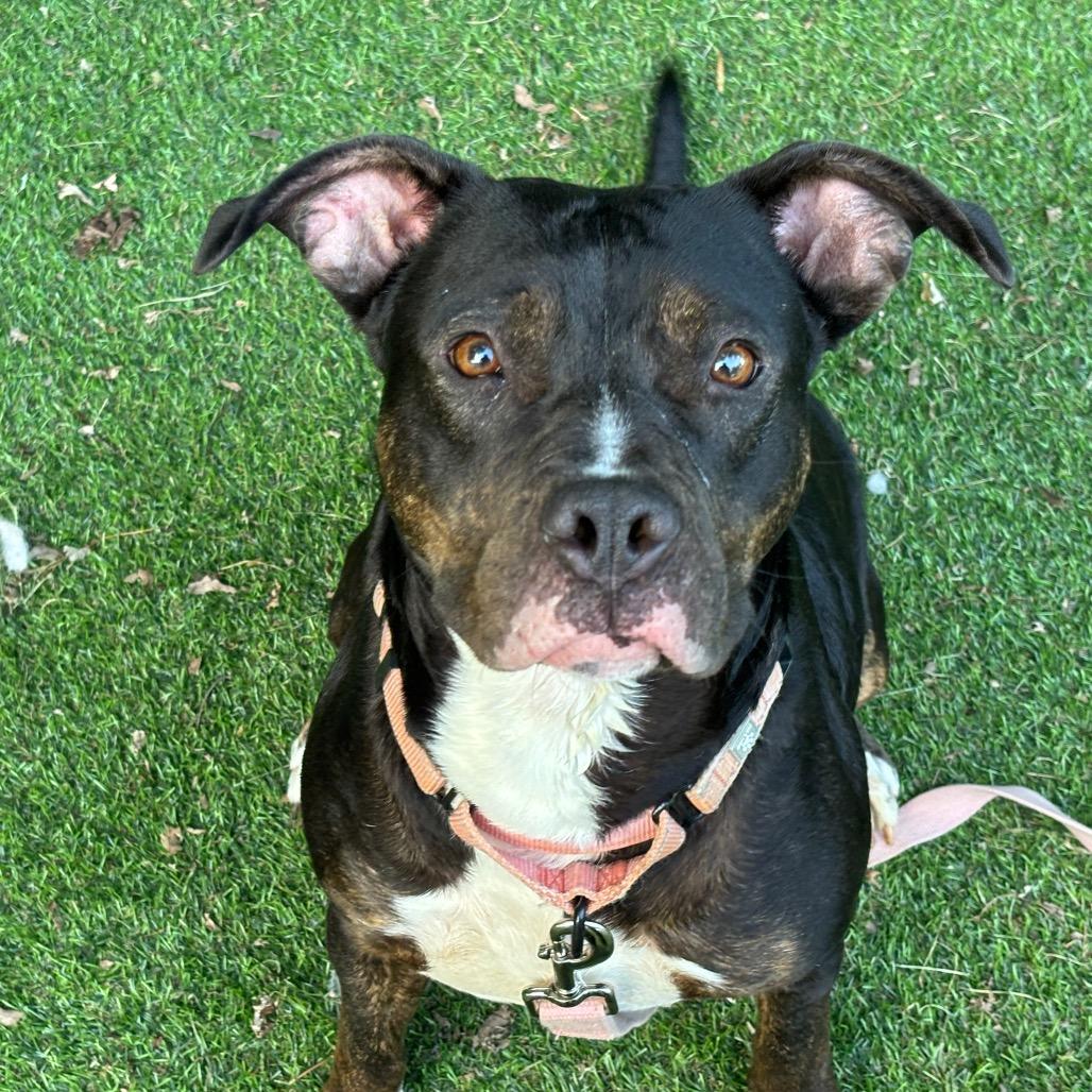 Enlarge Play Doh, a Adoptable Mixed Breed in Davenport, IA image 2/6