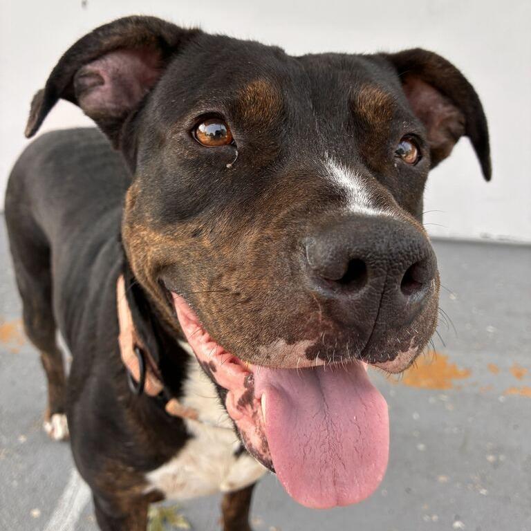 Enlarge Play Doh, a Adoptable Mixed Breed in Davenport, IA image 3/6