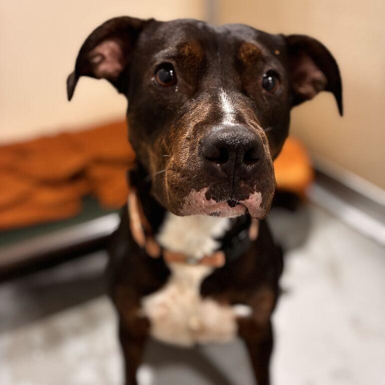 Enlarge Play Doh, a Adoptable Mixed Breed in Davenport, IA image 4/6