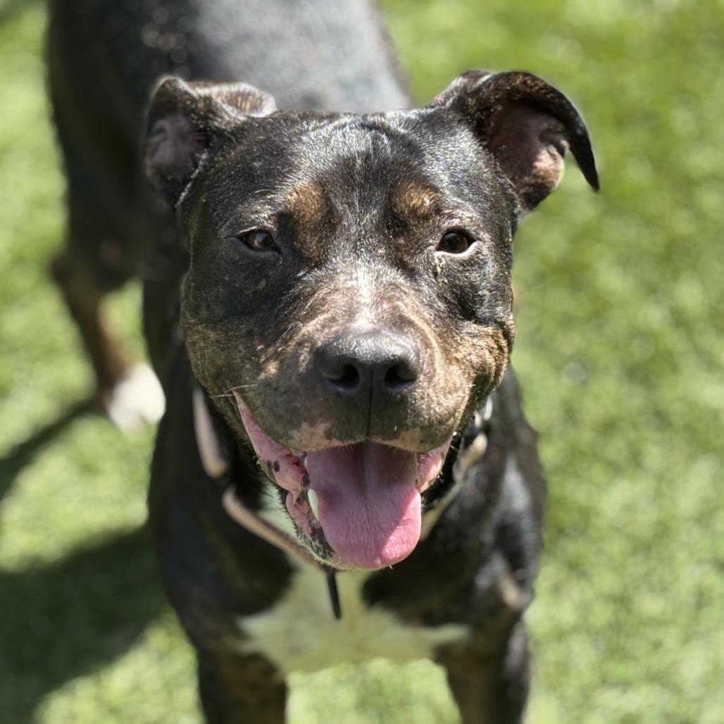 Enlarge Play Doh, a Adoptable Mixed Breed in Davenport, IA image 5/6