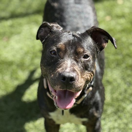 Enlarge Play Doh, a Adoptable Mixed Breed in Davenport, IA image 6/6