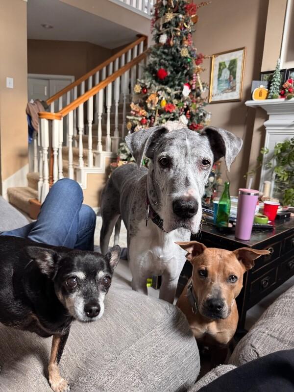 Sydney So Loving , a Adoptable mixed breed in Orem, UT image 4/6