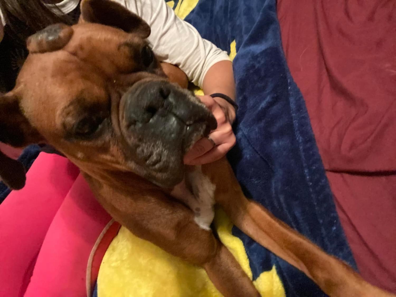 Lucy, Adopted, Young Female Boxer.