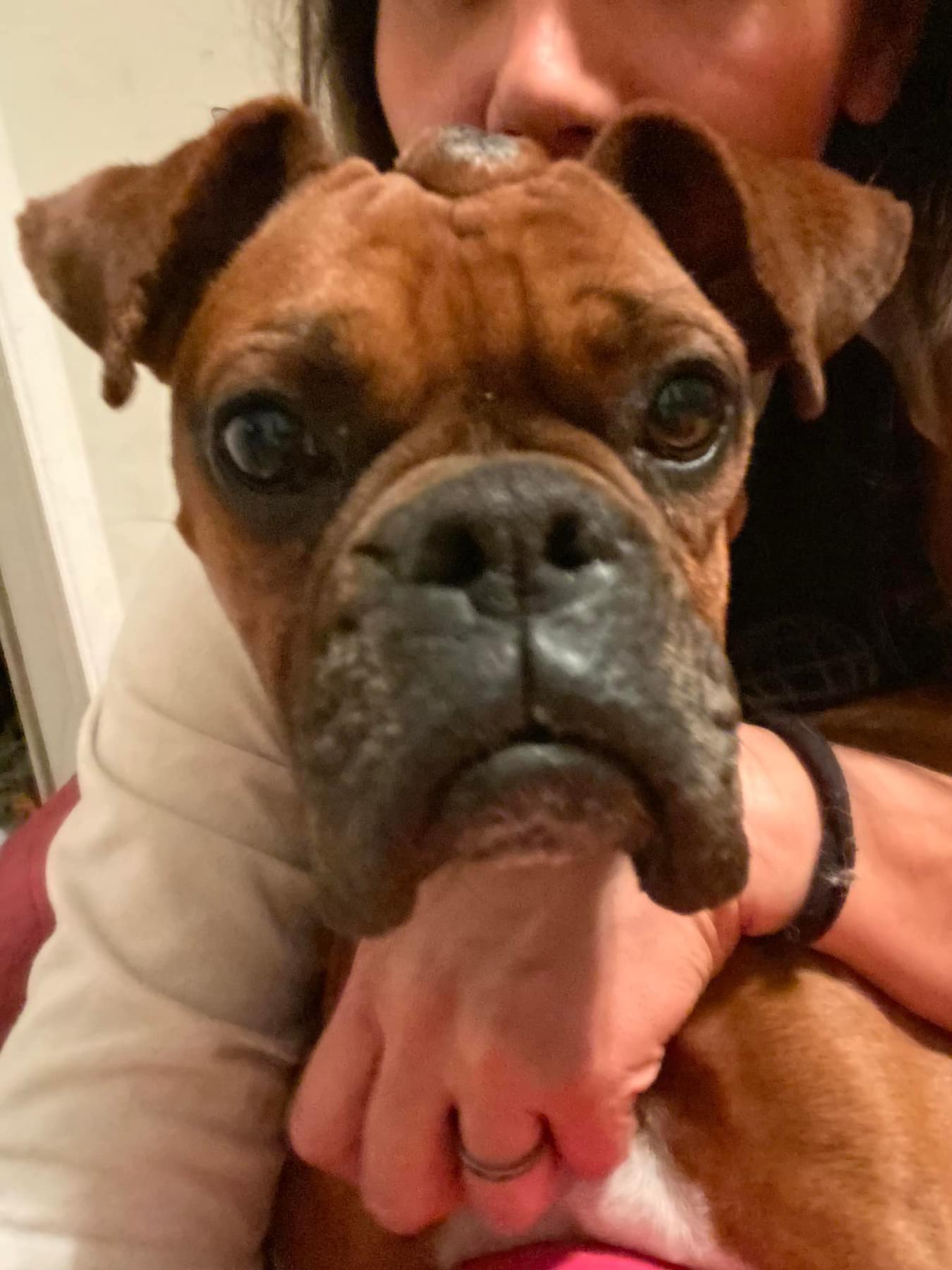 Enlarge Lucy, a Adopted mixed breed in Jacksonville, AL image 2/4