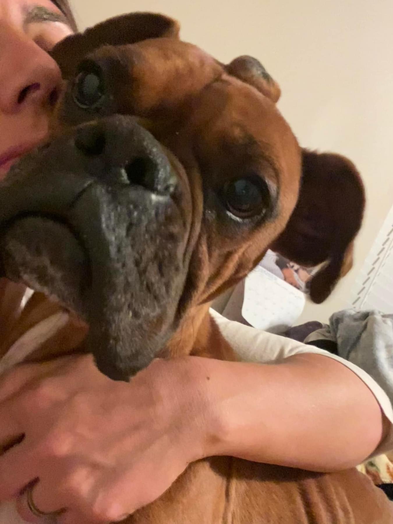 Enlarge Lucy, a Adopted mixed breed in Jacksonville, AL image 3/4