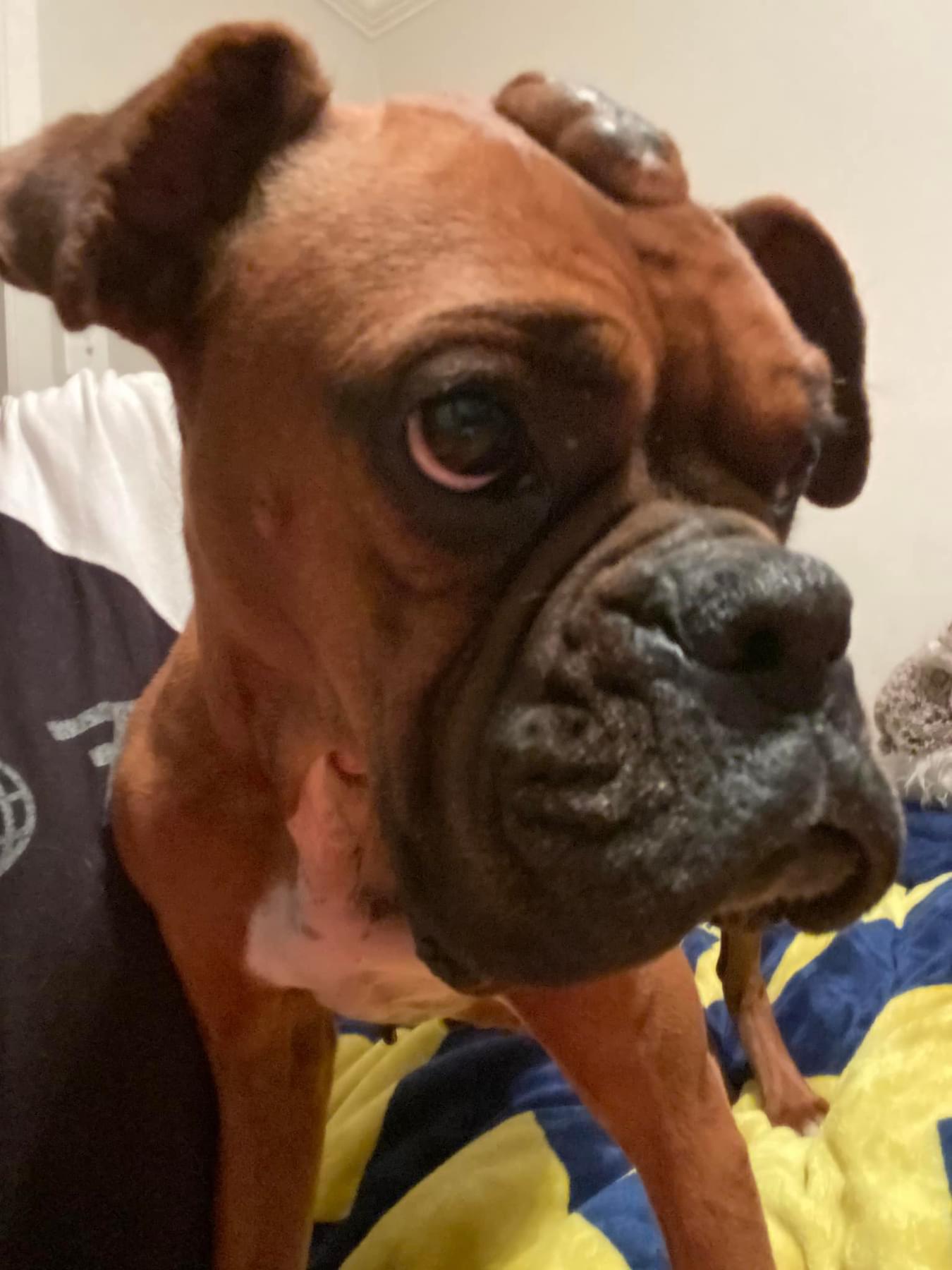 Enlarge Lucy, a Adopted mixed breed in Jacksonville, AL image 4/4