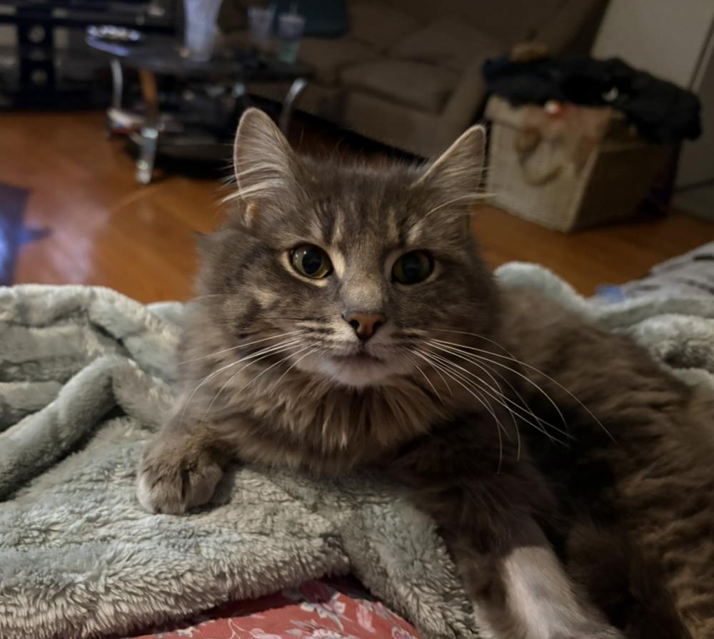 Enlarge zz-Simon, a Adoptable Domestic Long Hair in Candler, NC image 1/2