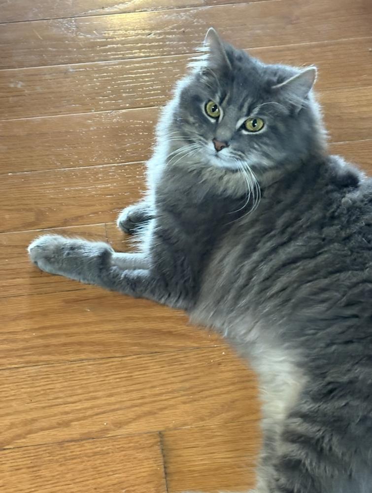 Enlarge zz-Simon, a Adoptable Domestic Long Hair in Candler, NC image 2/2