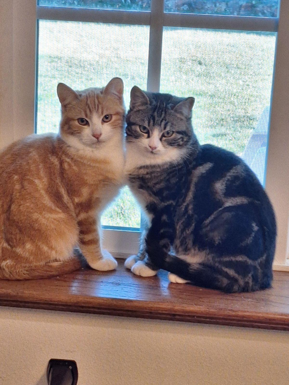 Kitts, Adopted, Young Male Domestic Short Hair.