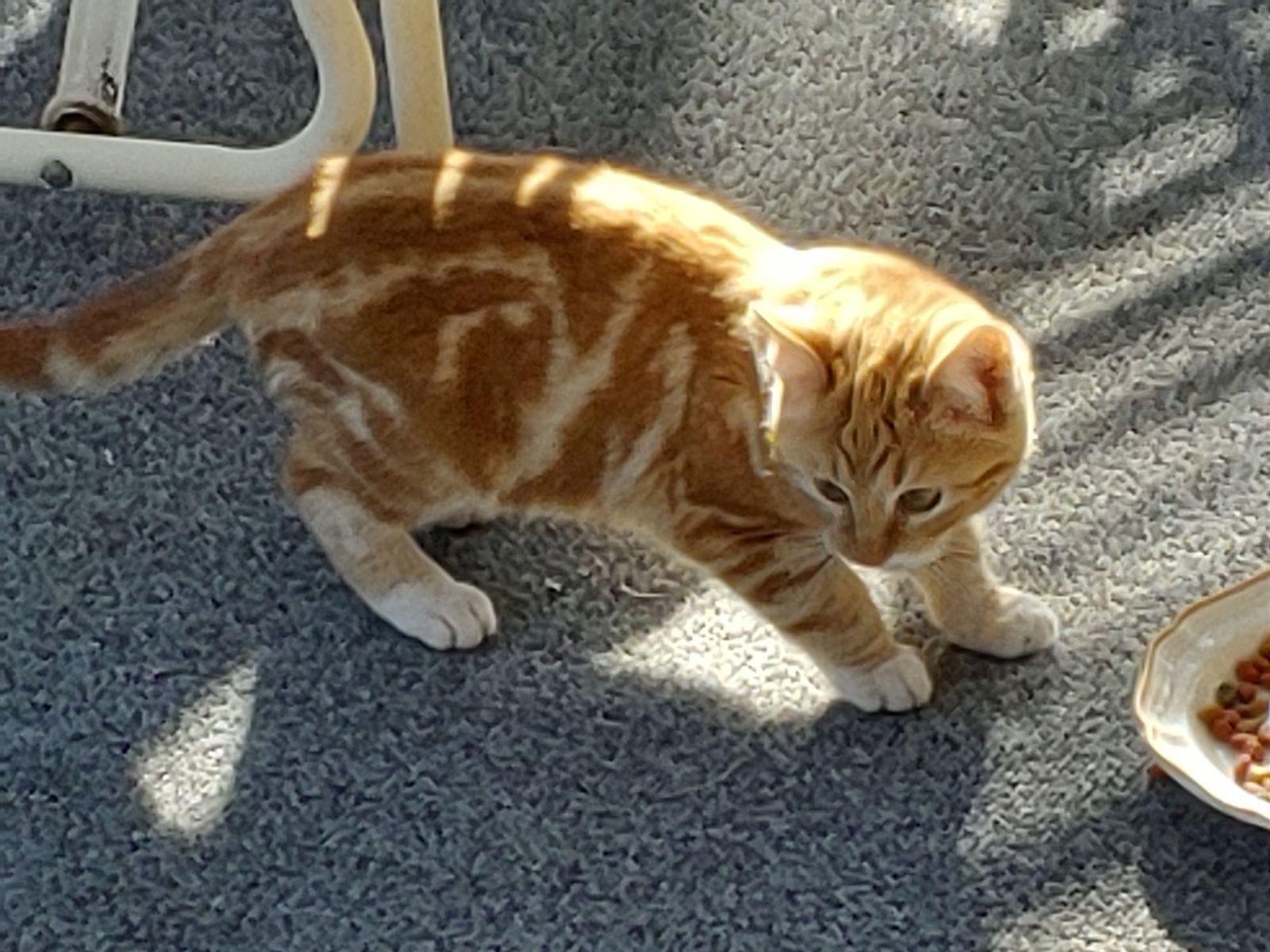 Enlarge Kitts, a Adopted Domestic Short Hair in Paradise, CA image 2/3