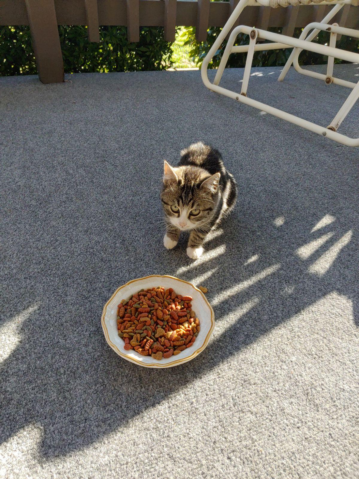 Enlarge Kitts, a Adopted Domestic Short Hair in Paradise, CA image 3/3