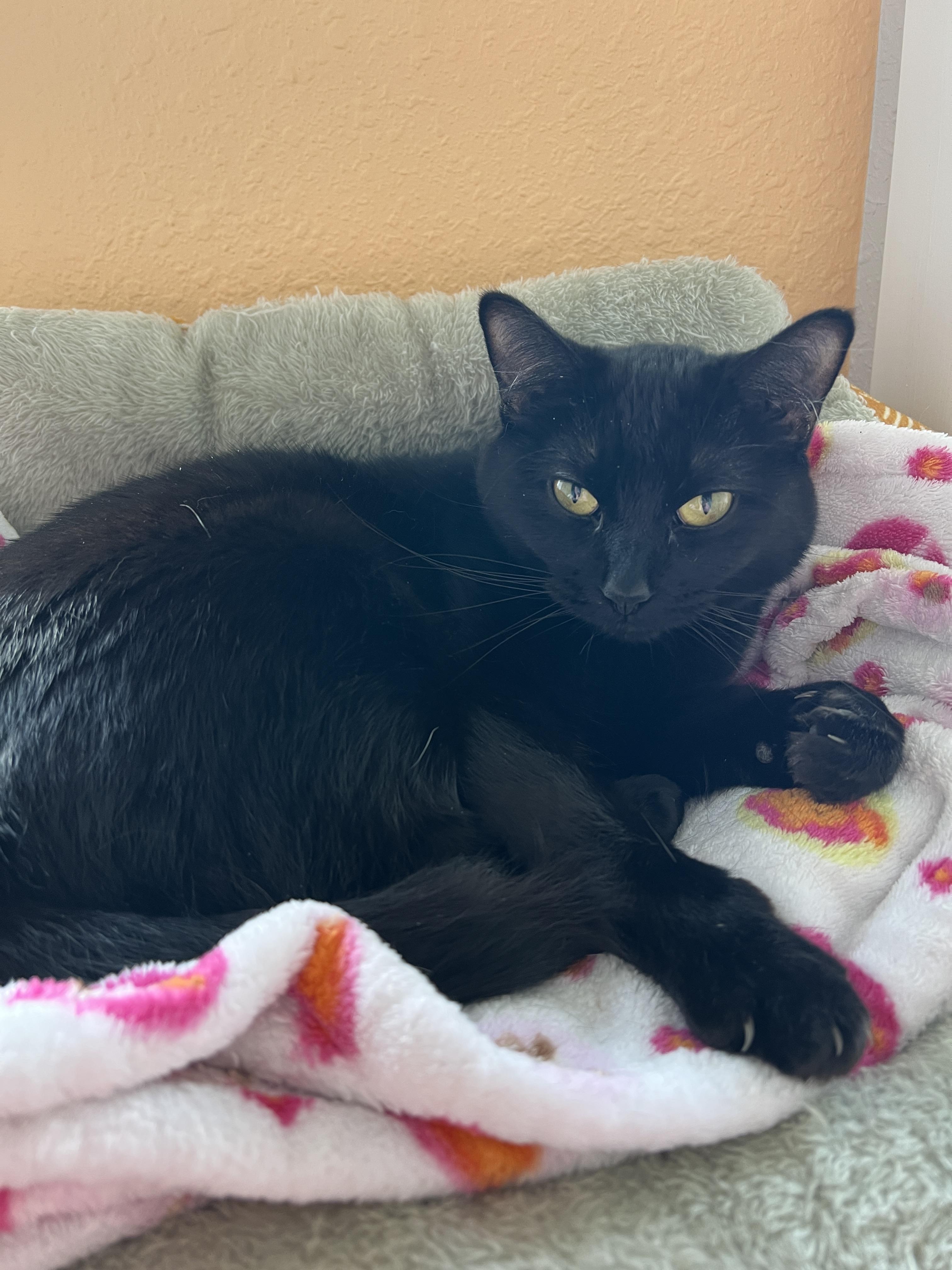 Enlarge Isabelle, a Adoptable Domestic Short Hair in Jamestown, ND image 2/3