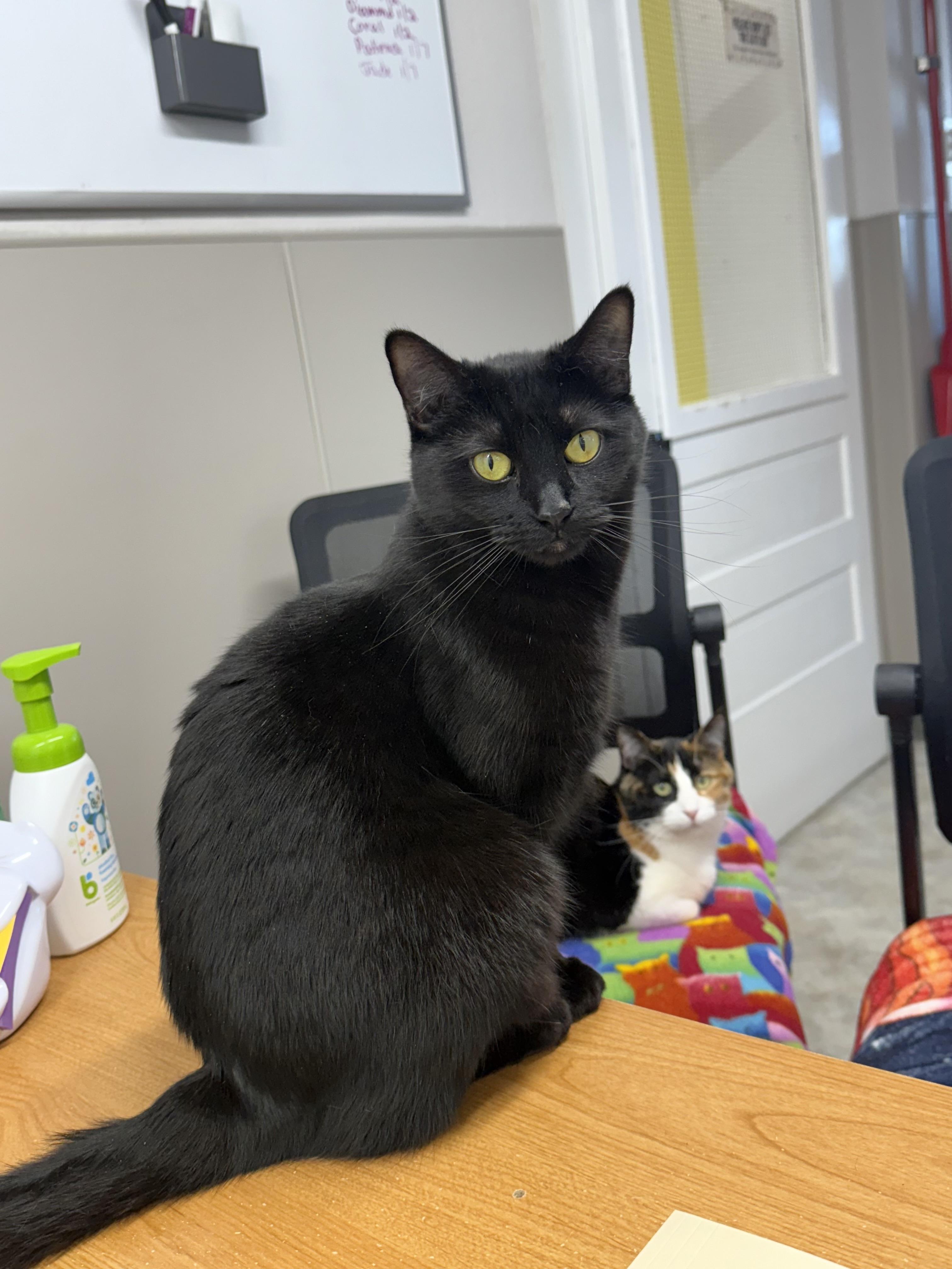 Enlarge Isabelle, a Adoptable Domestic Short Hair in Jamestown, ND image 1/1