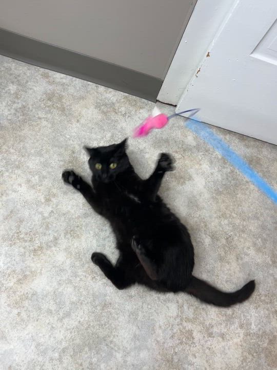 Enlarge Isabelle, a Adoptable Domestic Short Hair in Jamestown, ND video 3/3