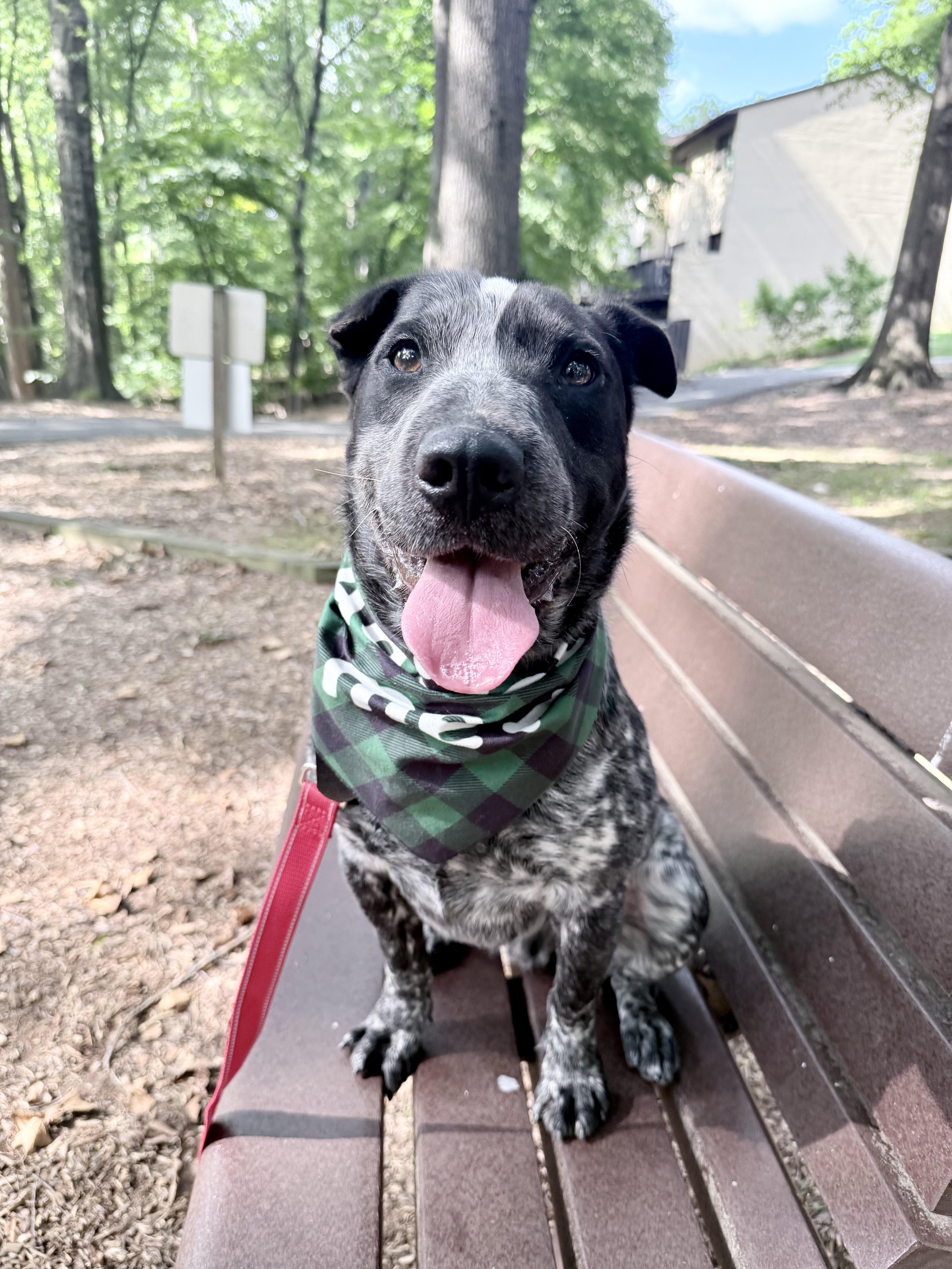 Enlarge Banjo, a ADOPTABLE mixed breed in Fairfax, VA image 2/4