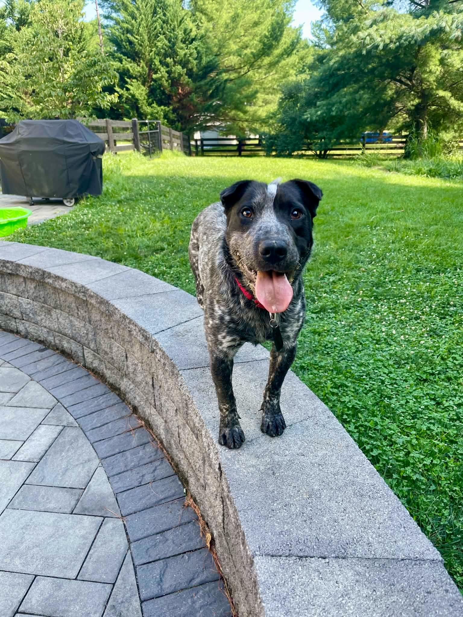 Enlarge Banjo, a ADOPTABLE mixed breed in Fairfax, VA image 4/4