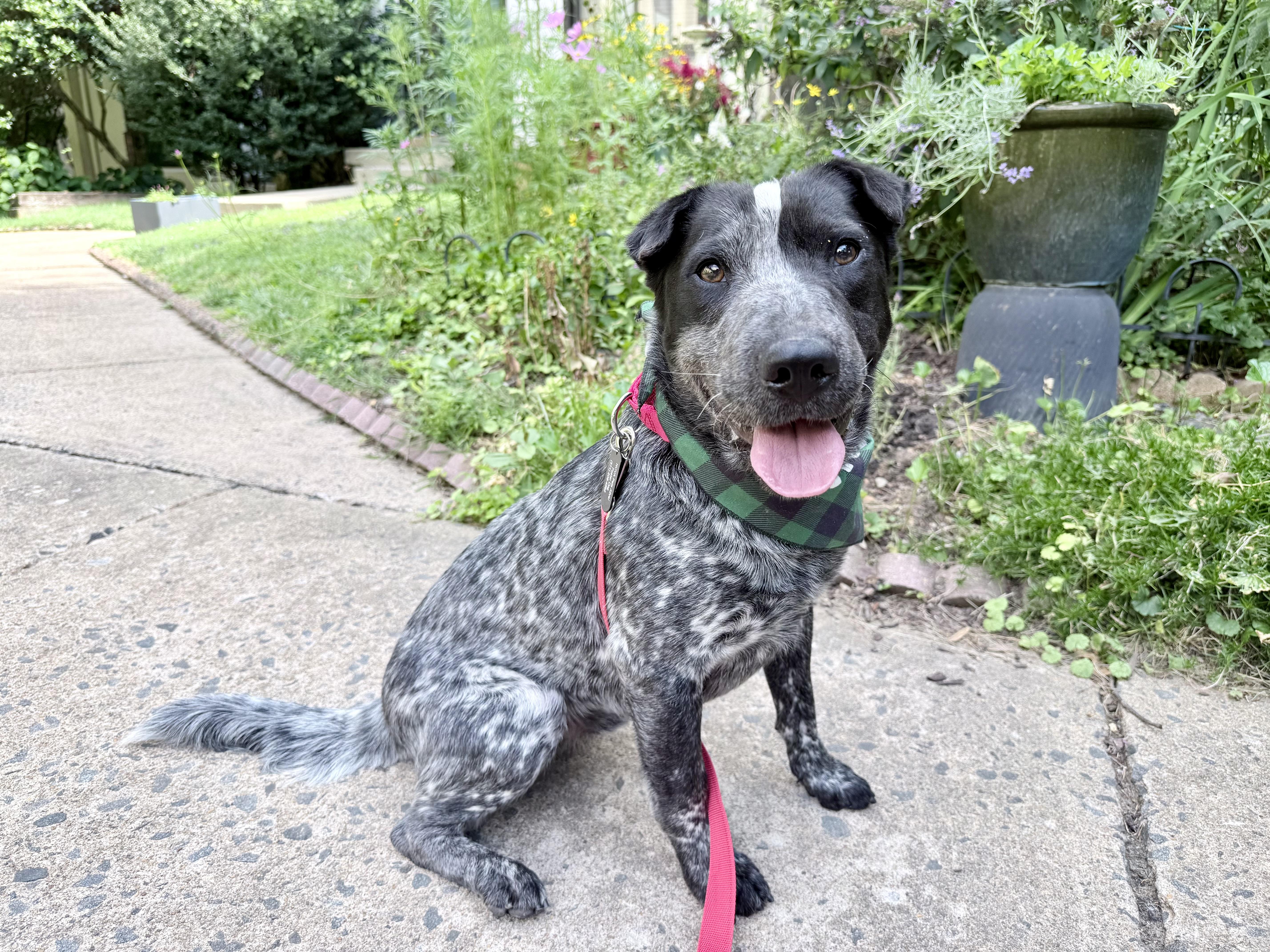 Banjo, ADOPTABLE, Adult Male Shar-Pei & Australian Cattle Dog / Blue Heeler.