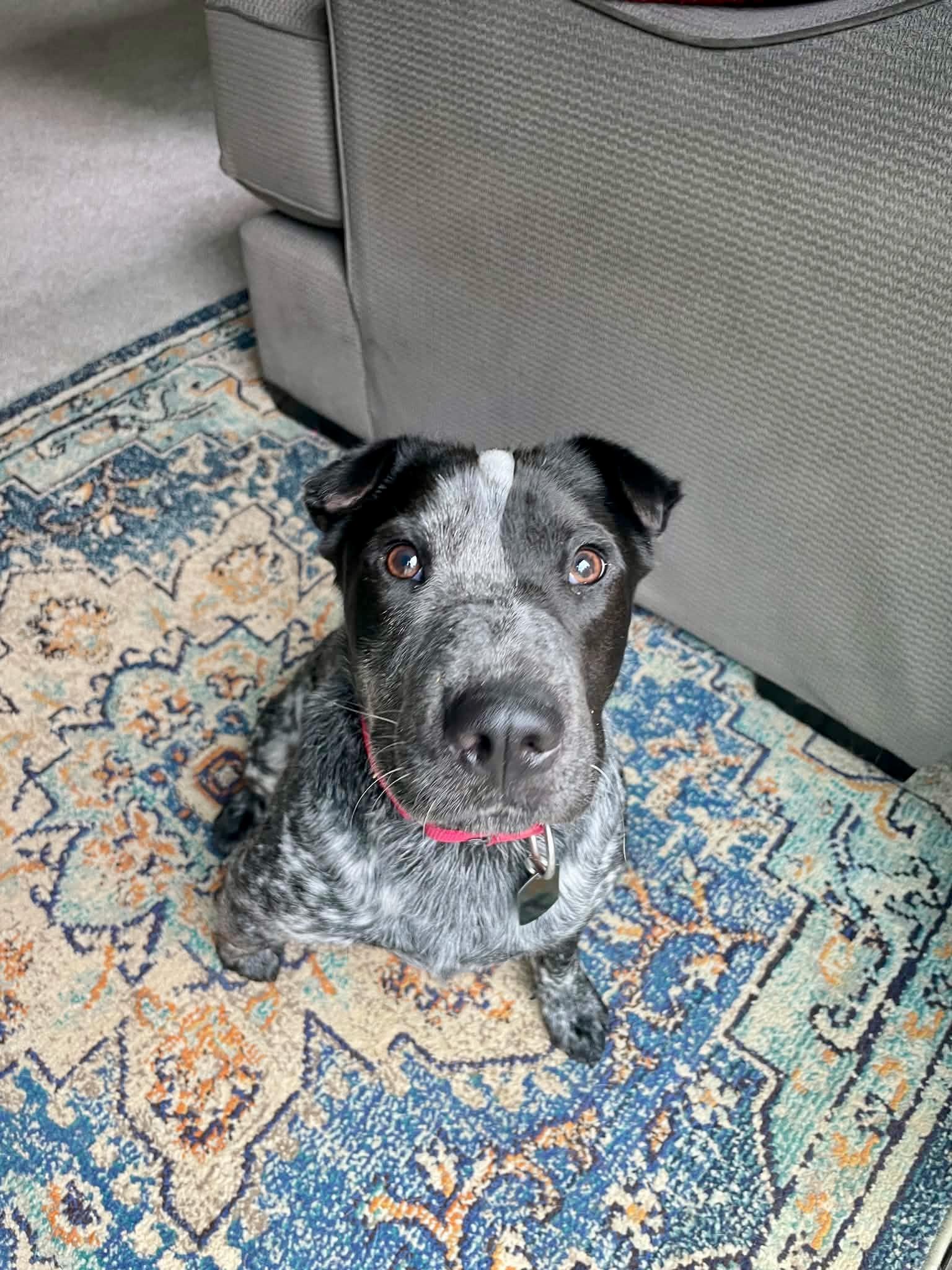 Enlarge Banjo, a ADOPTABLE mixed breed in Fairfax, VA image 3/4