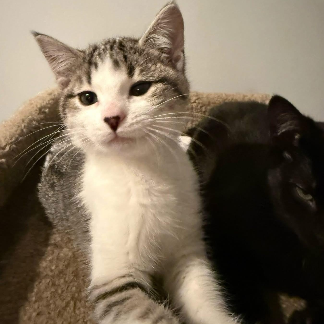 Svetlana, ADOPTABLE, Kitten Female Domestic Short Hair.