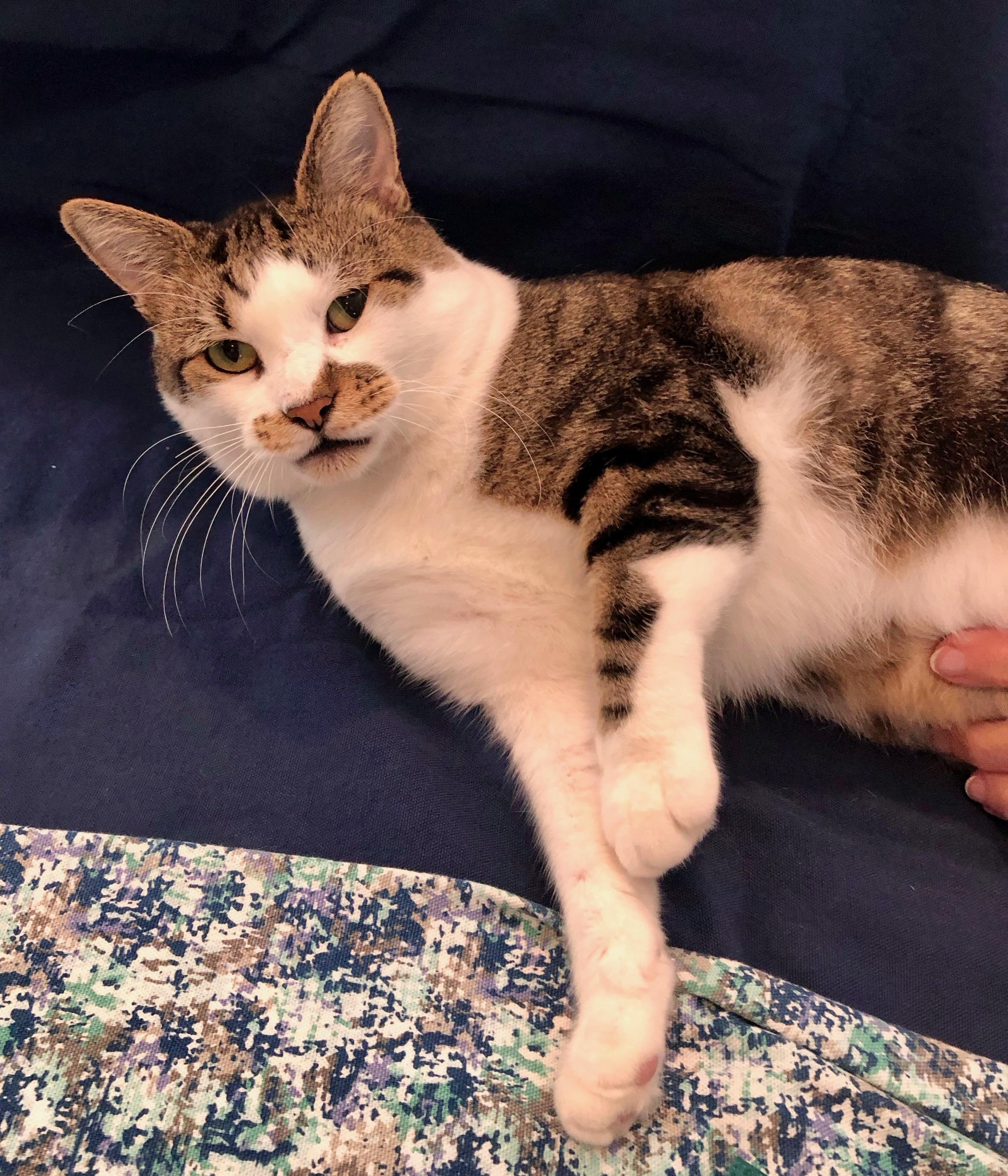 Baxter, Adoptable, Adult Male Domestic Short Hair.