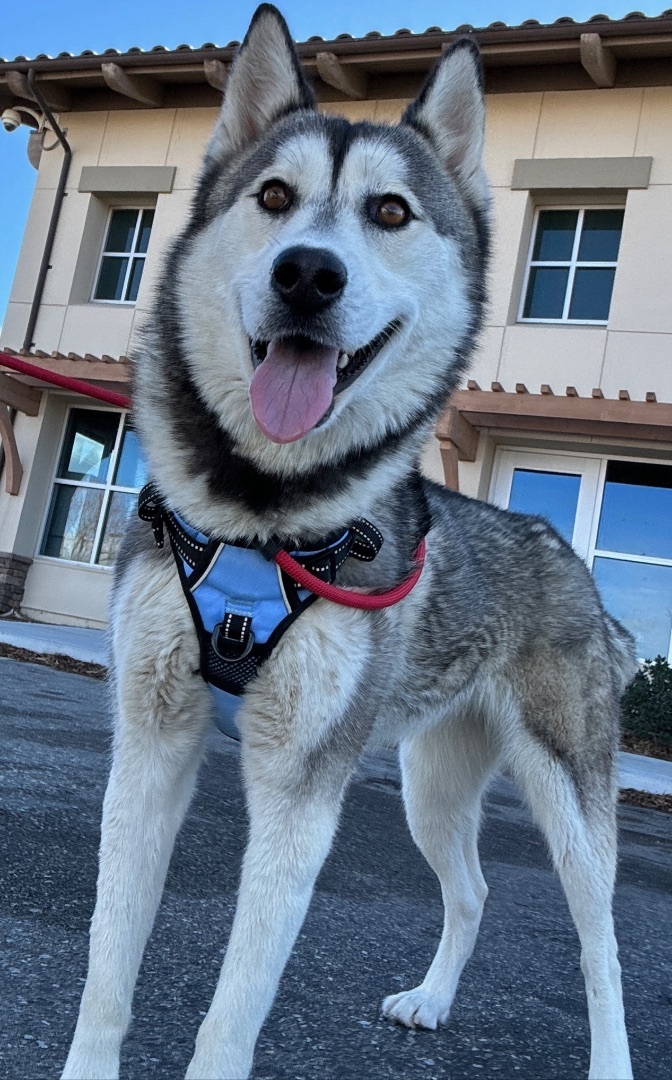 Pom