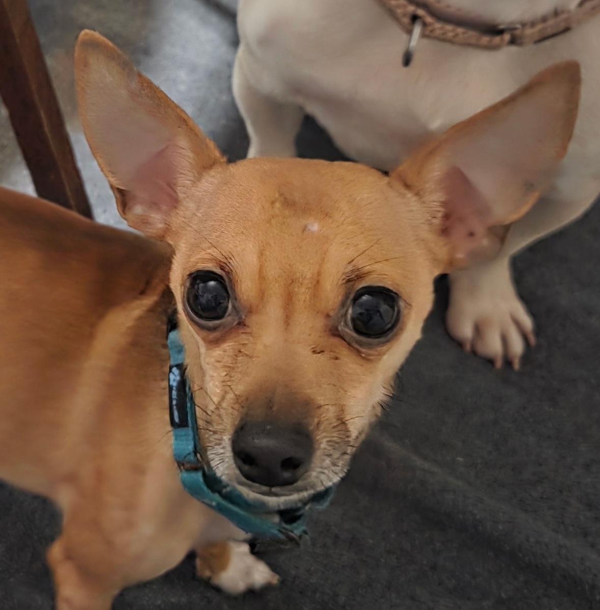 Dingo, adopted, Adult Male Chihuahua.