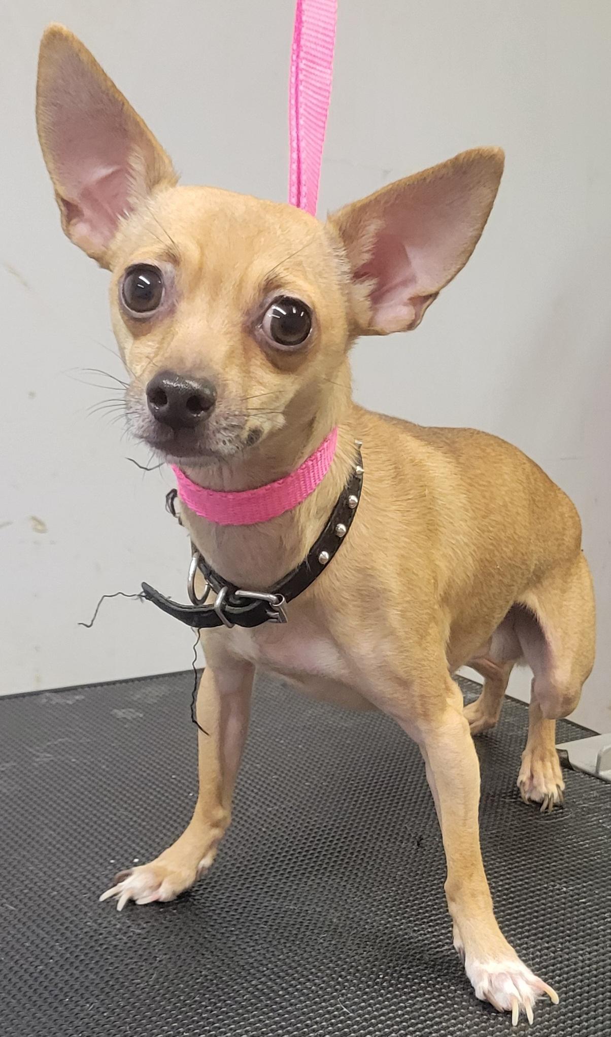 Dingo, an adopted Chihuahua in Milford, MI image 2/2