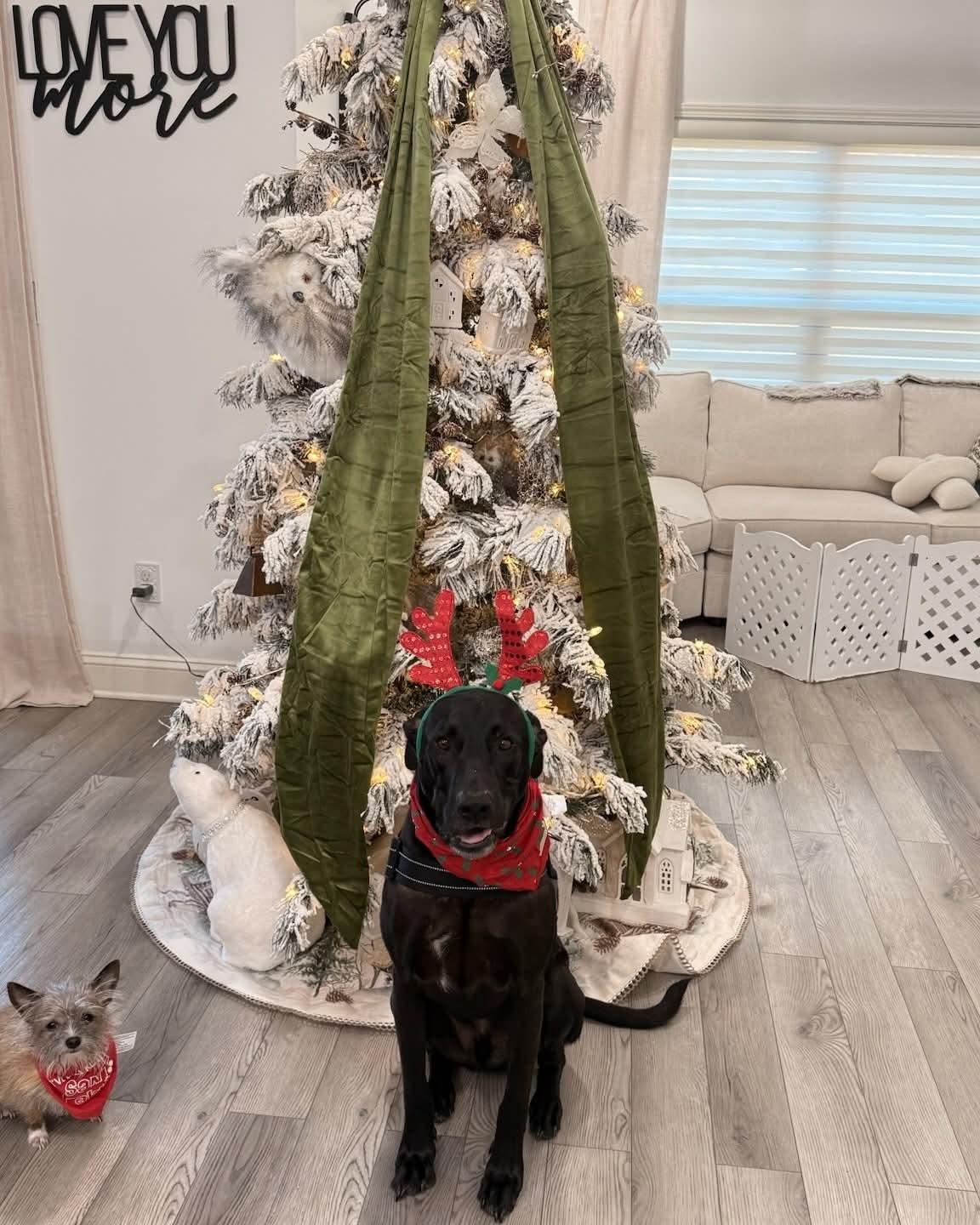 Realango, Adoptable, Adult Male Black Labrador Retriever.