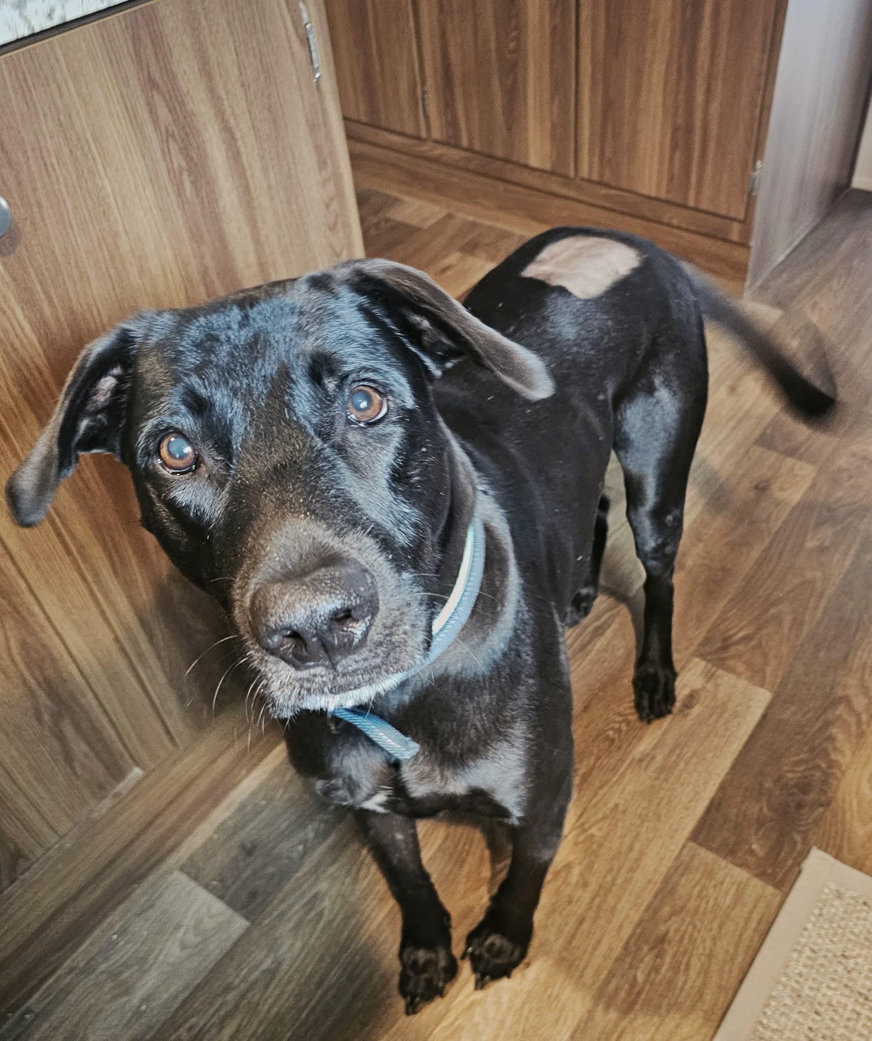 Realango, a Adoptable mixed breed in Blacksburg, SC image 6/6