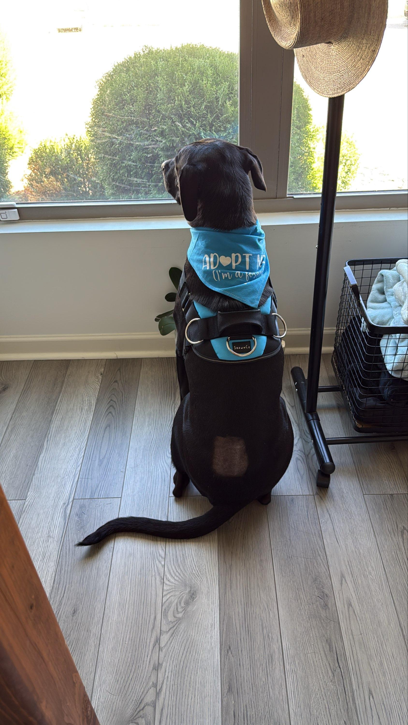 Realango thumbnail 3