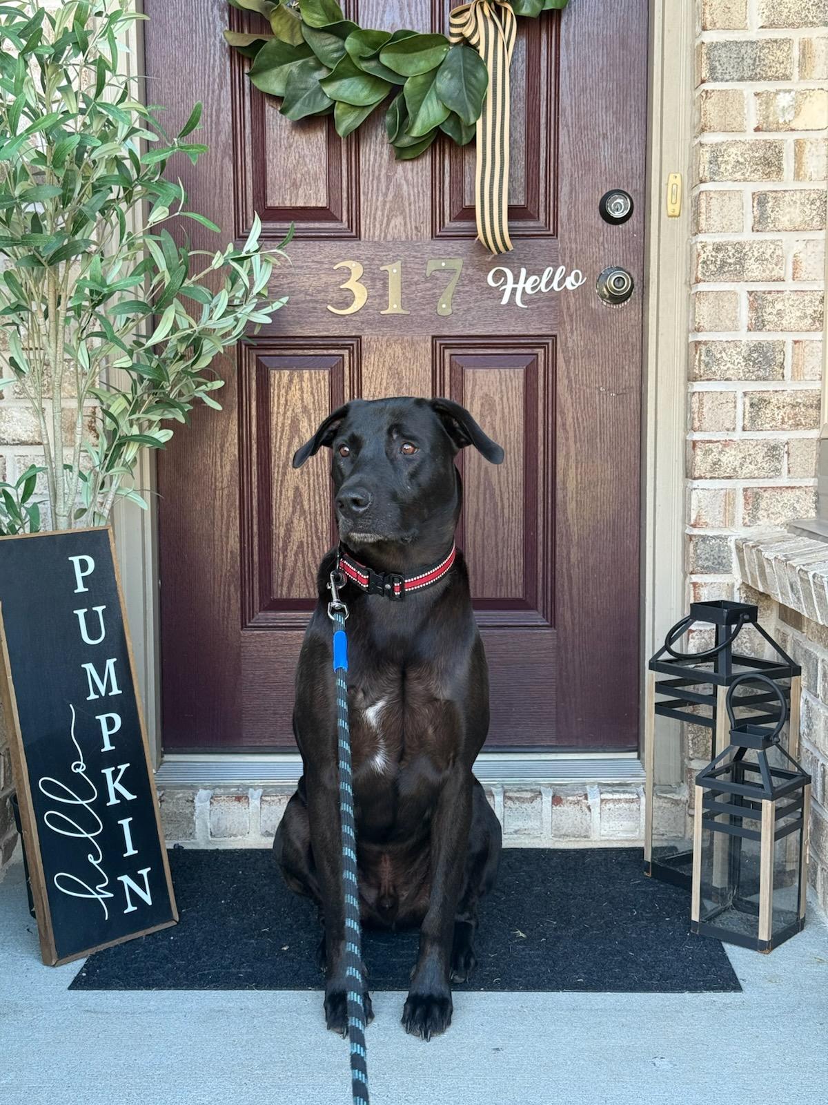 Realango, a Adoptable mixed breed in Blacksburg, SC image 2/6