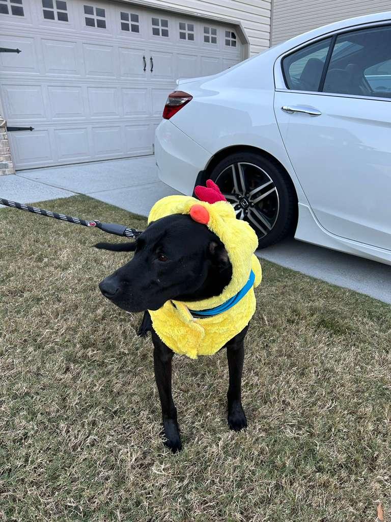 Realango thumbnail 5