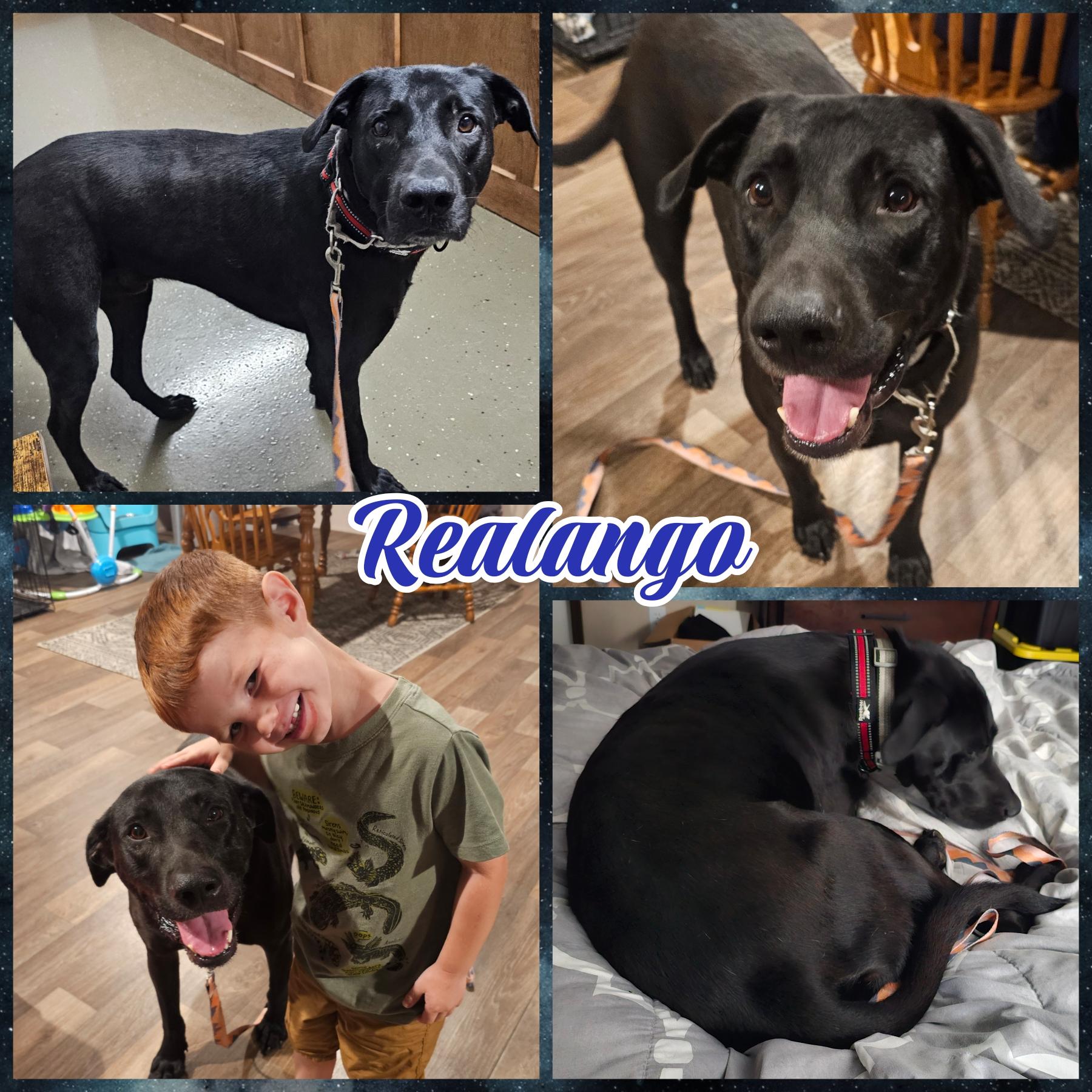 Realango, a Adoptable mixed breed in Blacksburg, SC image 3/6