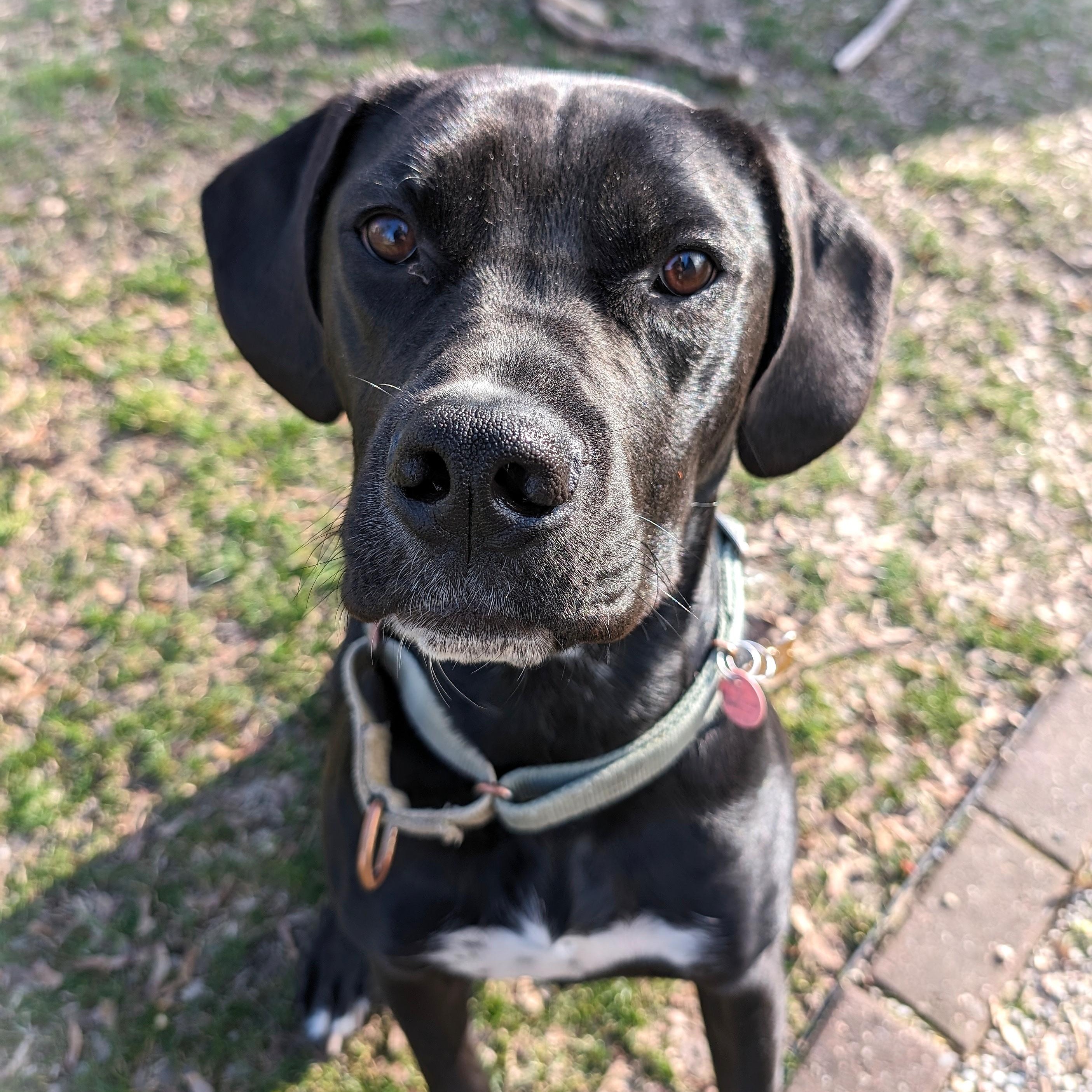 NORM, ADOPTABLE, Adult Male Mixed Breed.