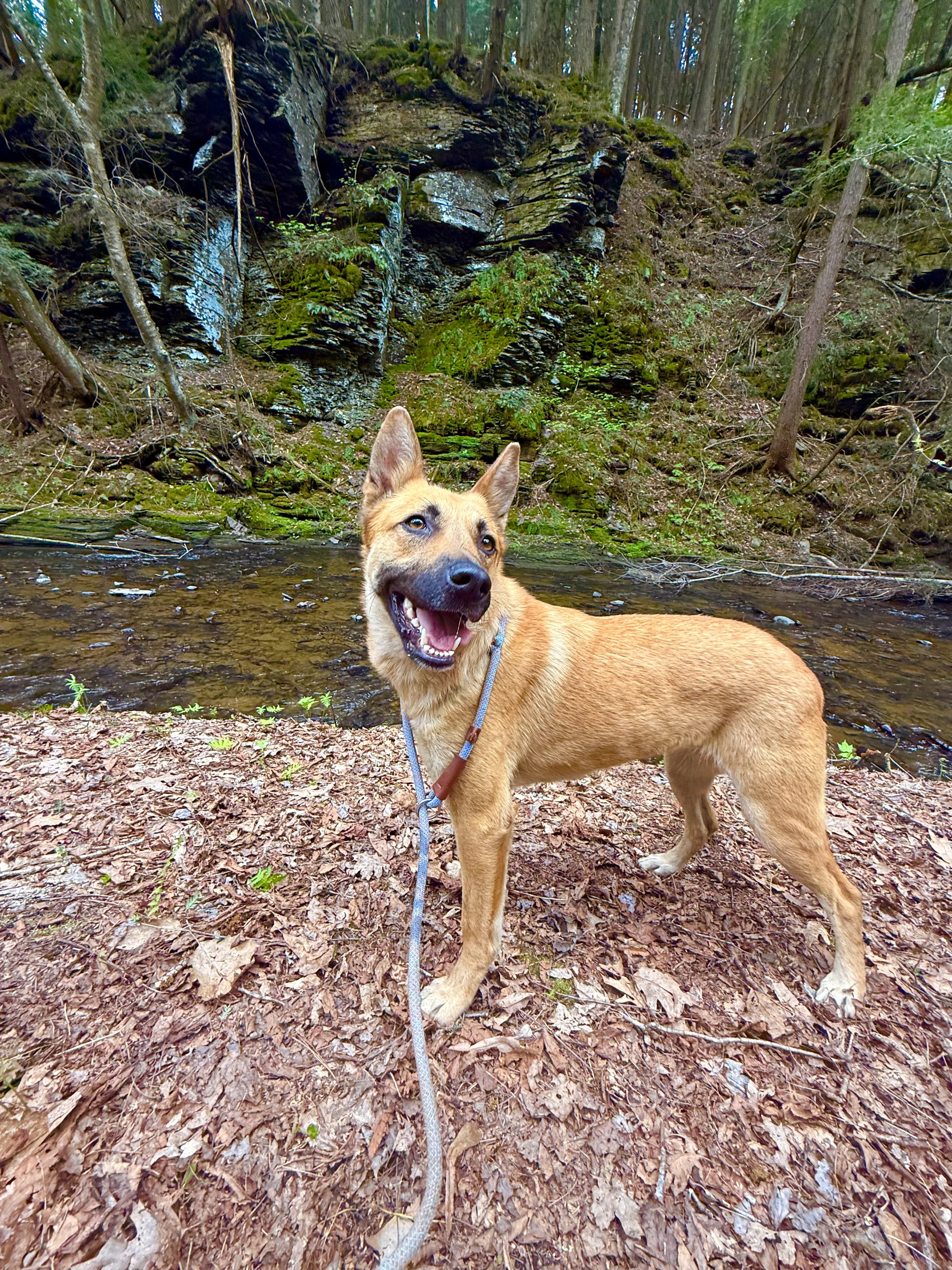 Kala, ADOPTABLE, Young Female German Shepherd Dog & Australian Cattle Dog / Blue Heeler.