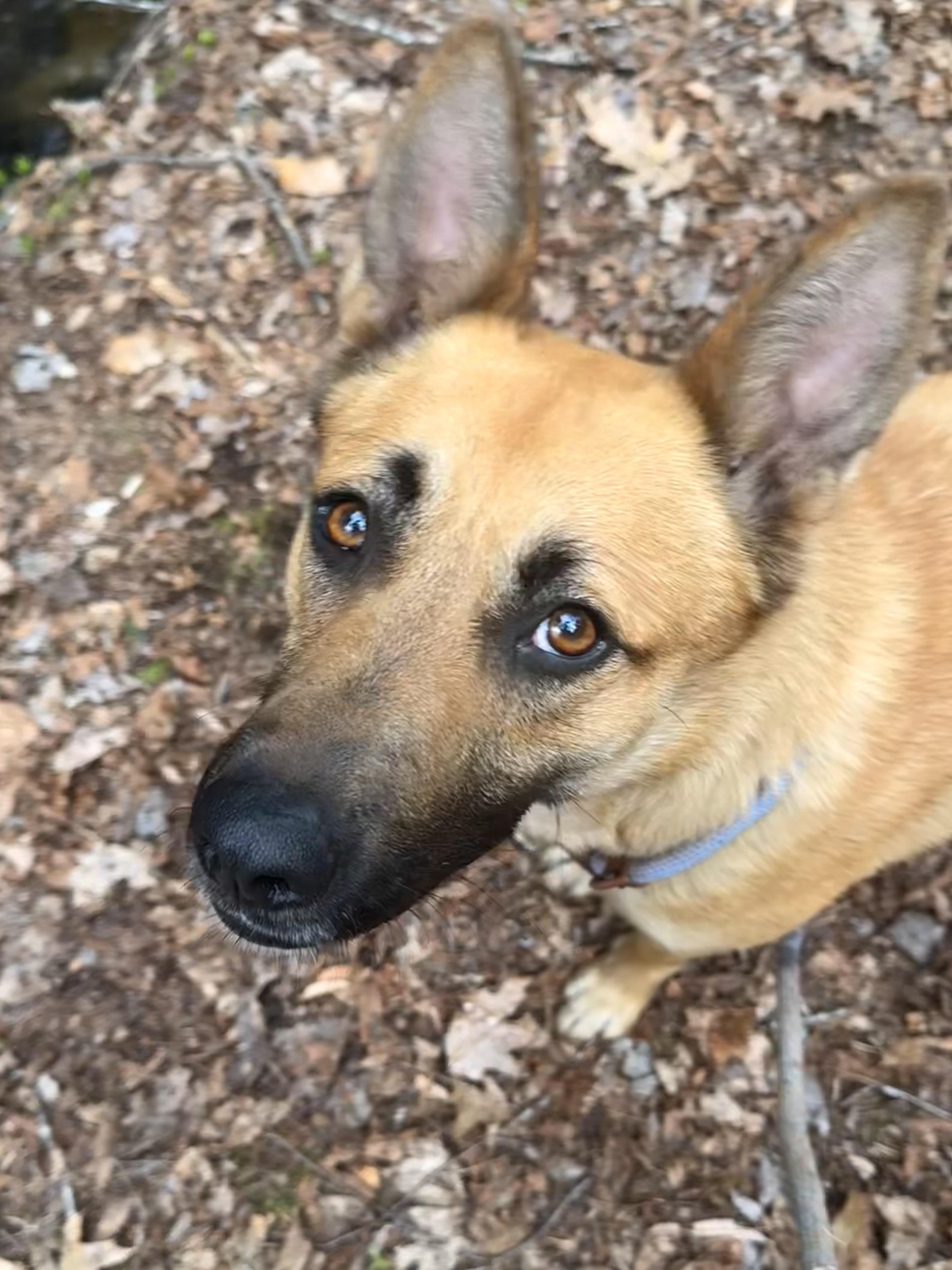 Kala, a ADOPTABLE mixed breed in Milford, NY image 2/6