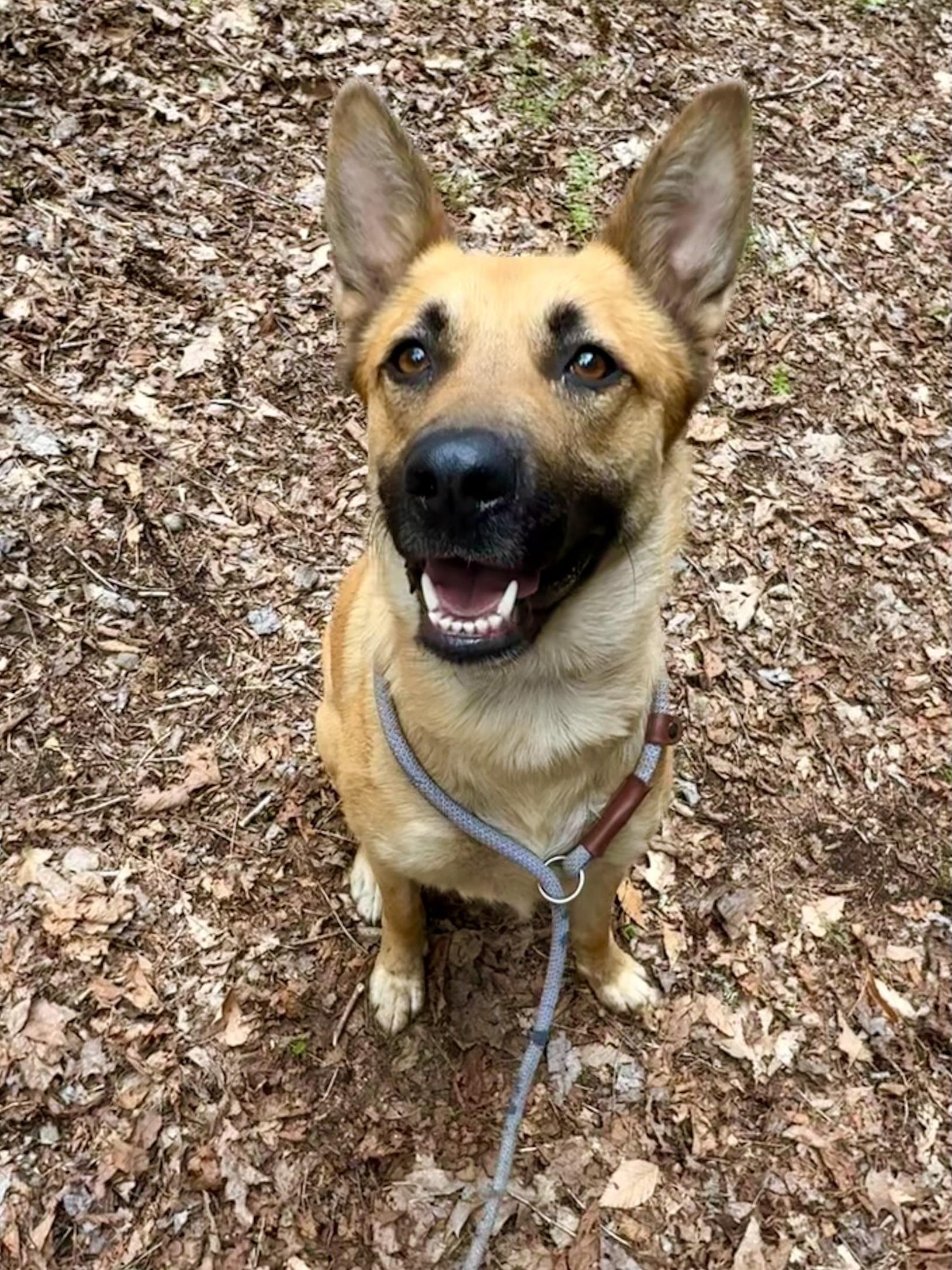 Kala, a ADOPTABLE mixed breed in Milford, NY image 3/6