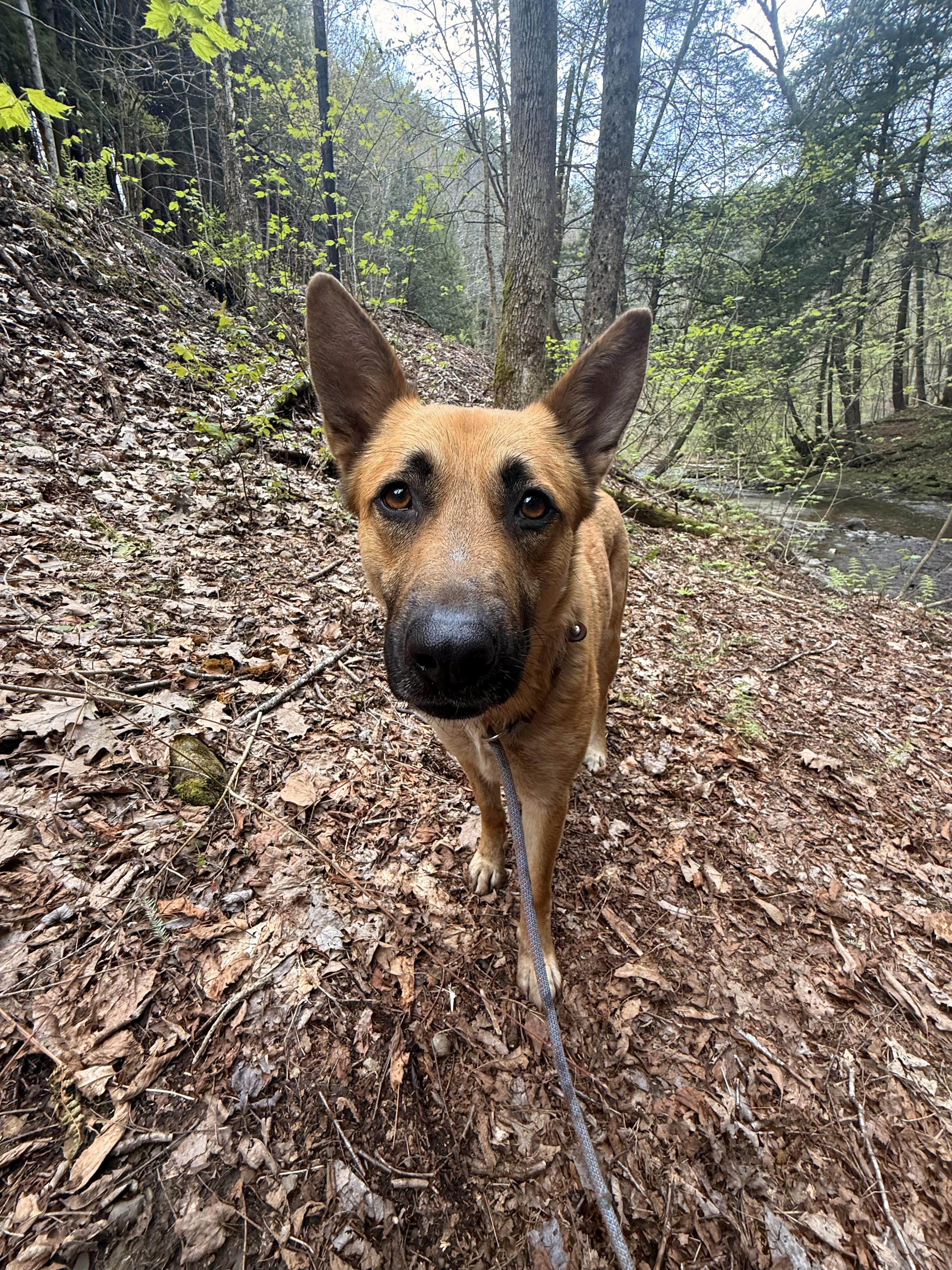 Kala, a ADOPTABLE mixed breed in Milford, NY image 4/6