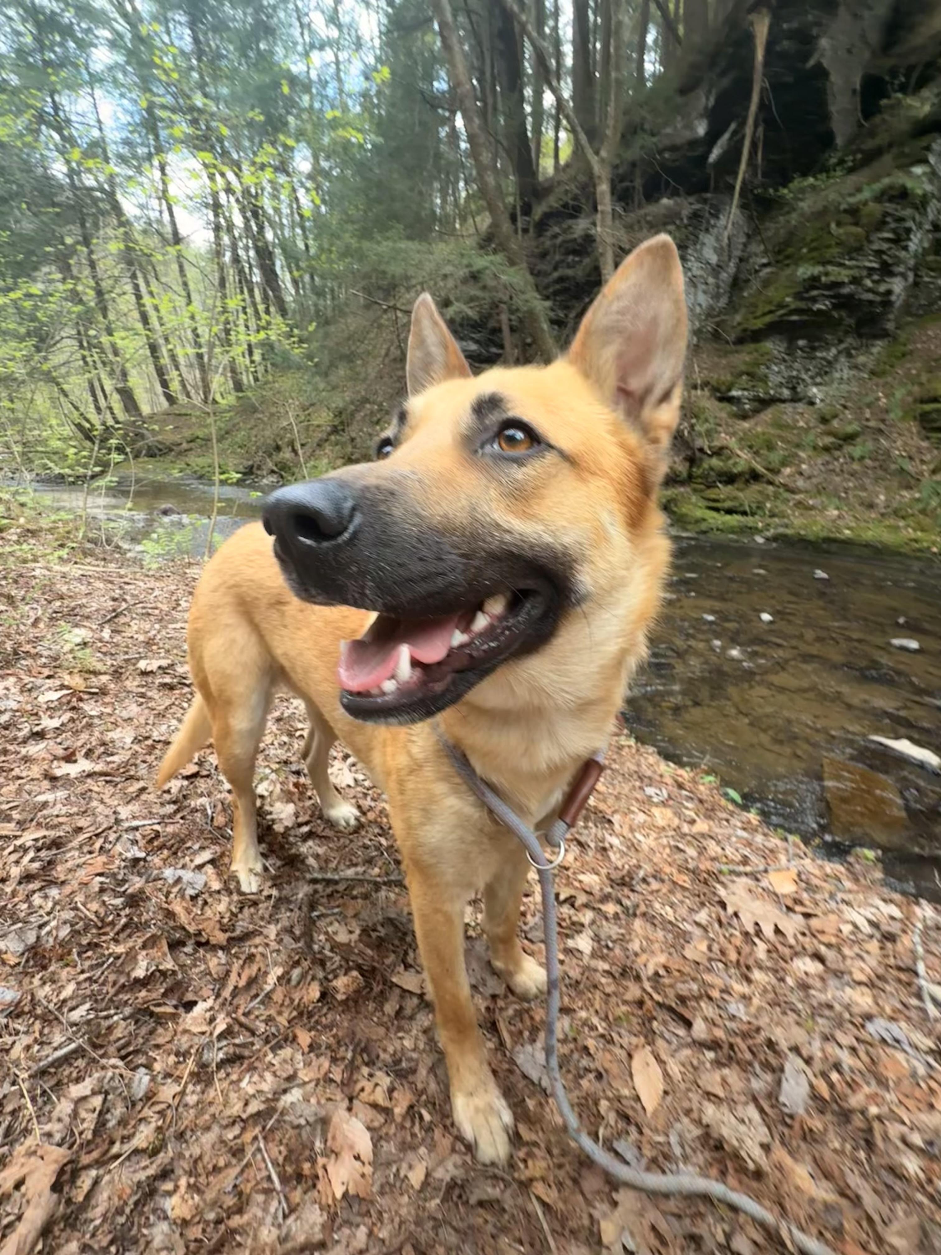 Kala, a ADOPTABLE mixed breed in Milford, NY image 6/6