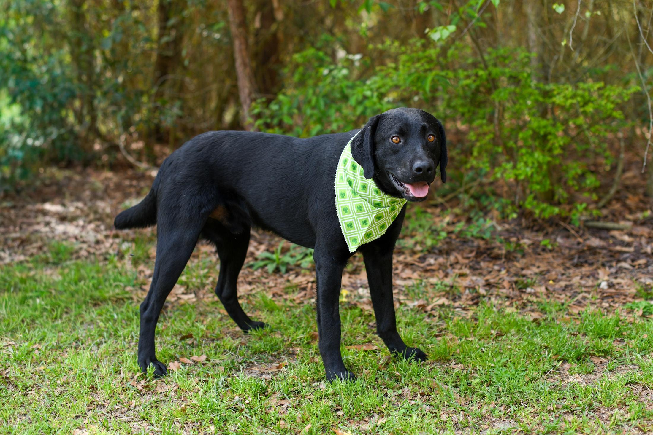 Enlarge Fudge , an adopted Mixed Breed in Argyle, NY image 3/5