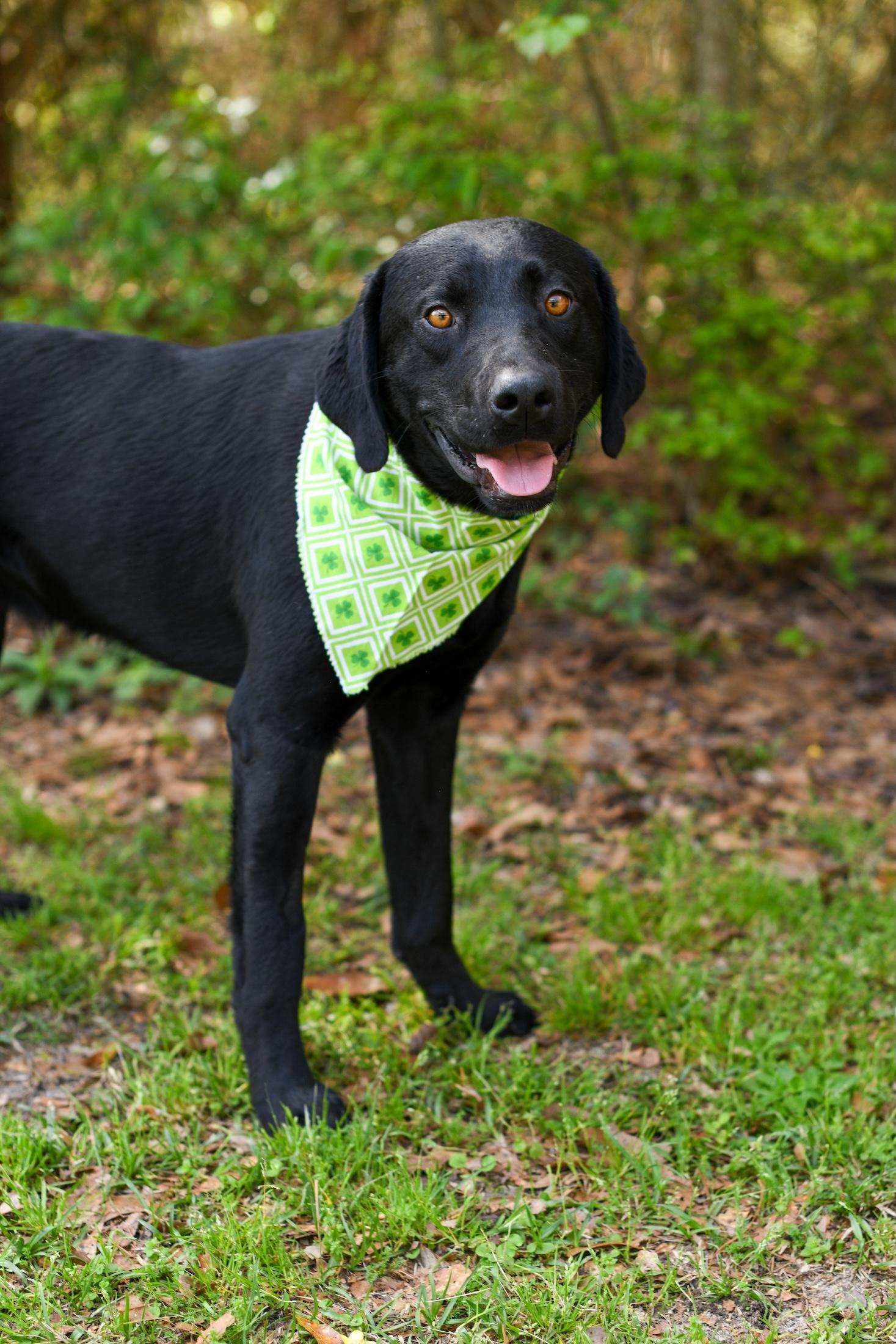 Enlarge Fudge , an adopted Mixed Breed in Argyle, NY image 5/5