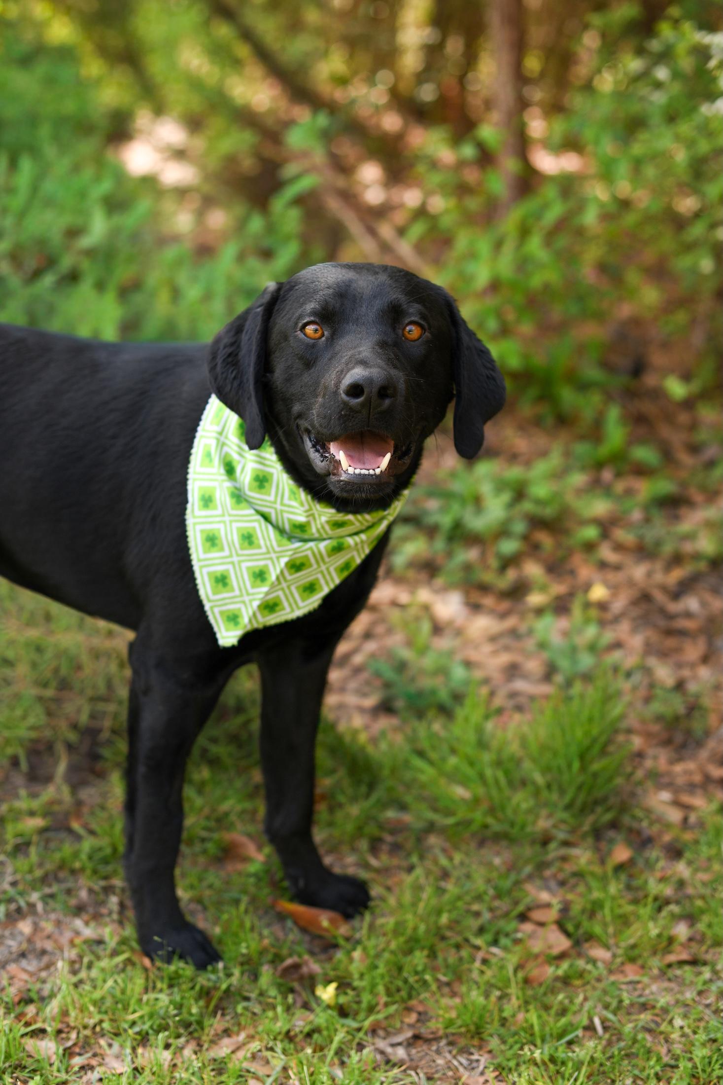 Enlarge Fudge , an adopted Mixed Breed in Argyle, NY image 4/5