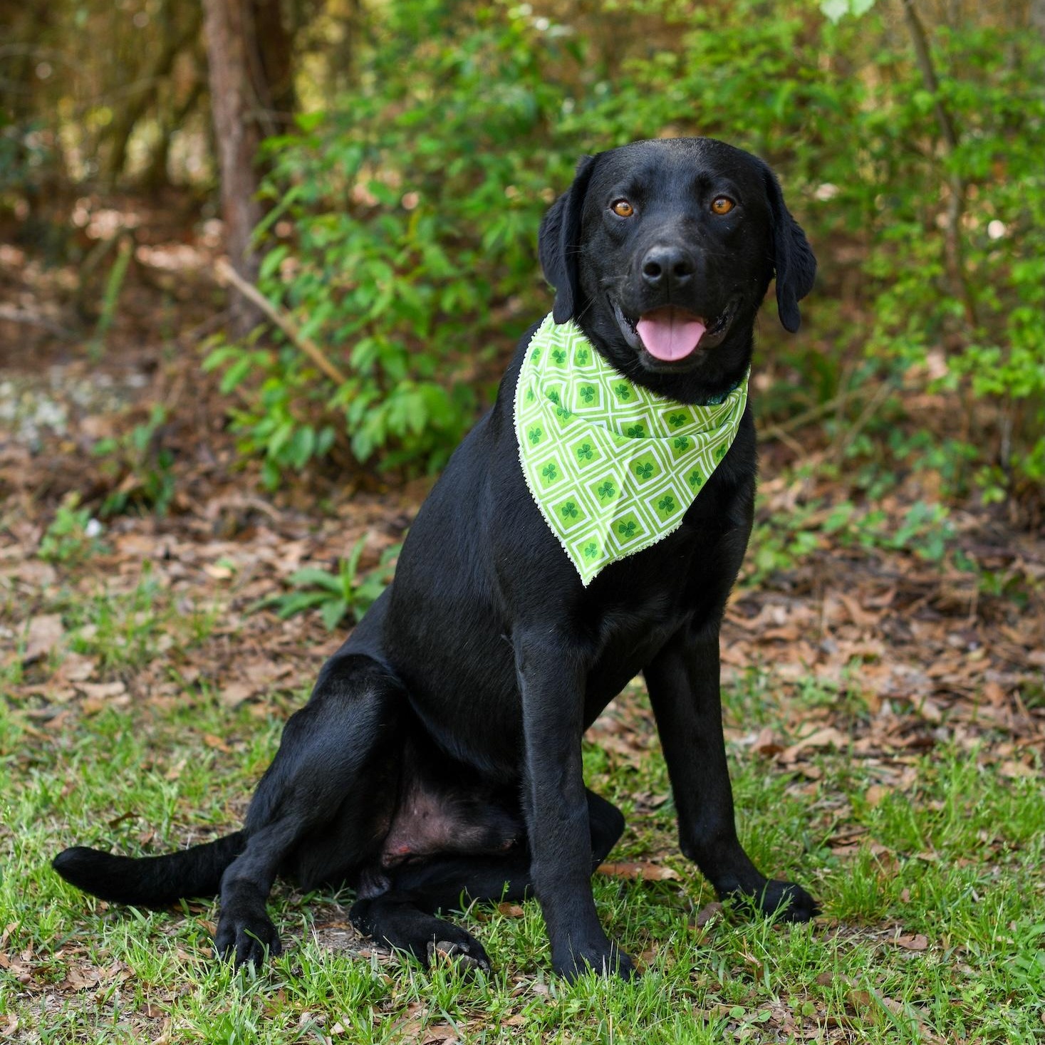 Enlarge Fudge , an adopted Mixed Breed in Argyle, NY image 1/5