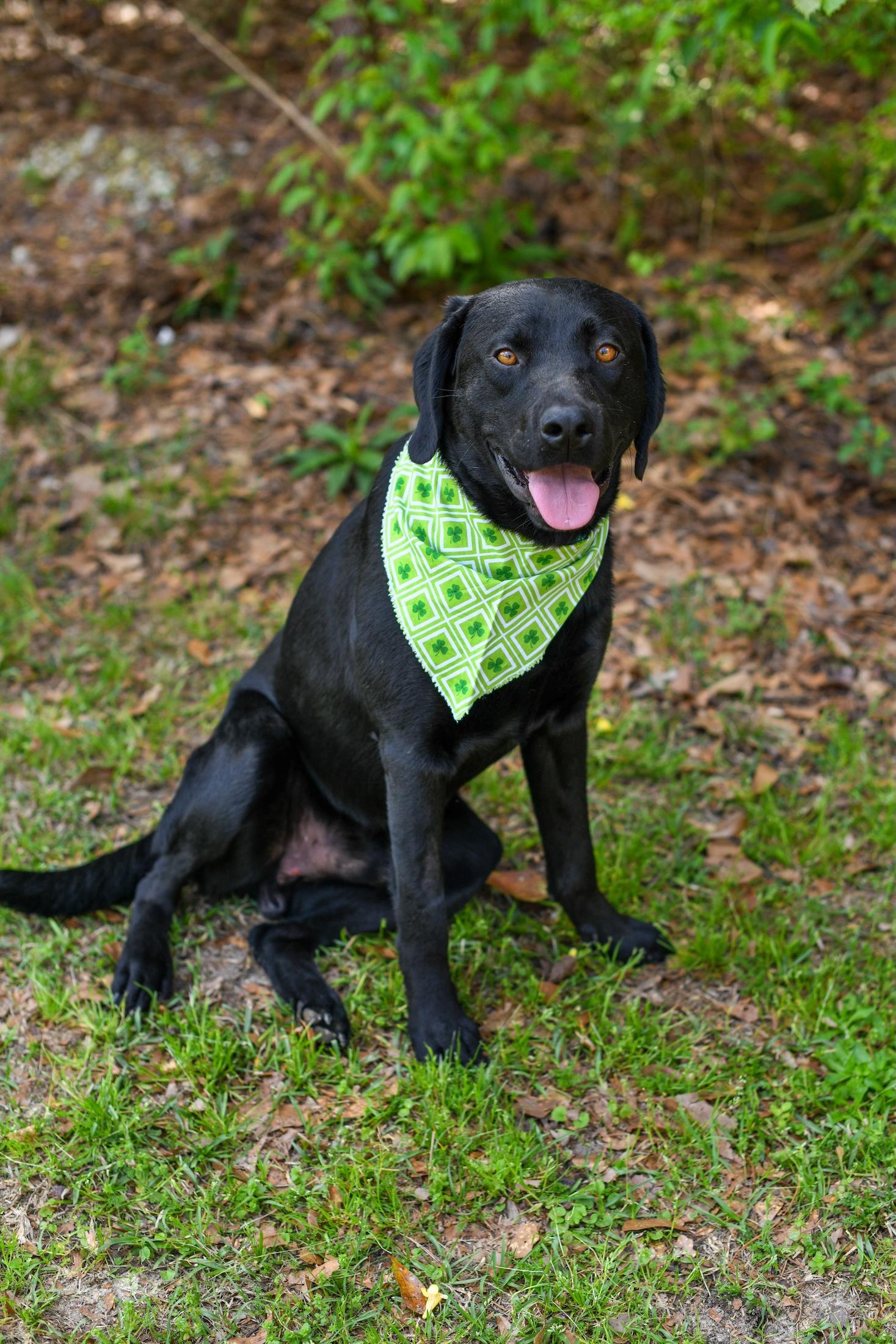 Enlarge Fudge , an adopted Mixed Breed in Argyle, NY image 2/5